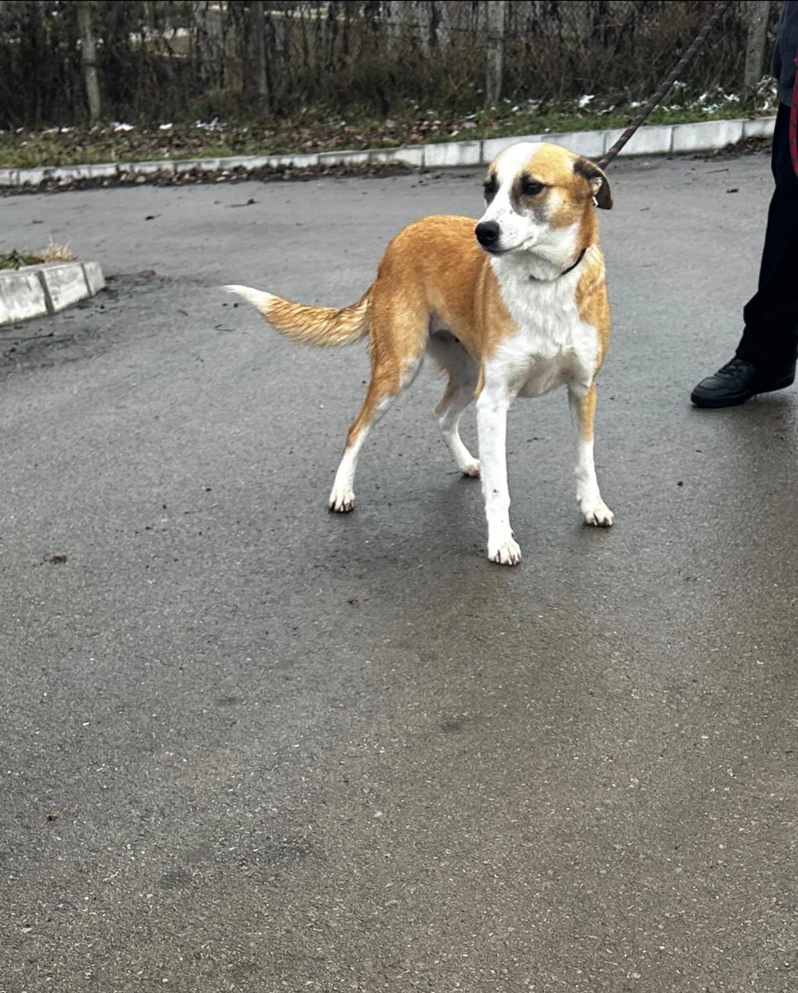Darcy, Hund