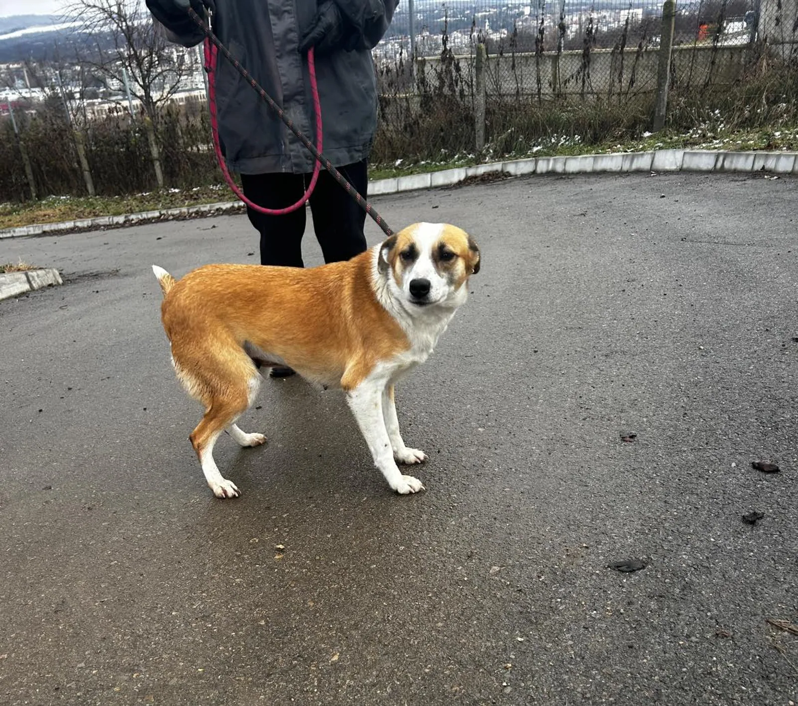 Darcy, Bild 2