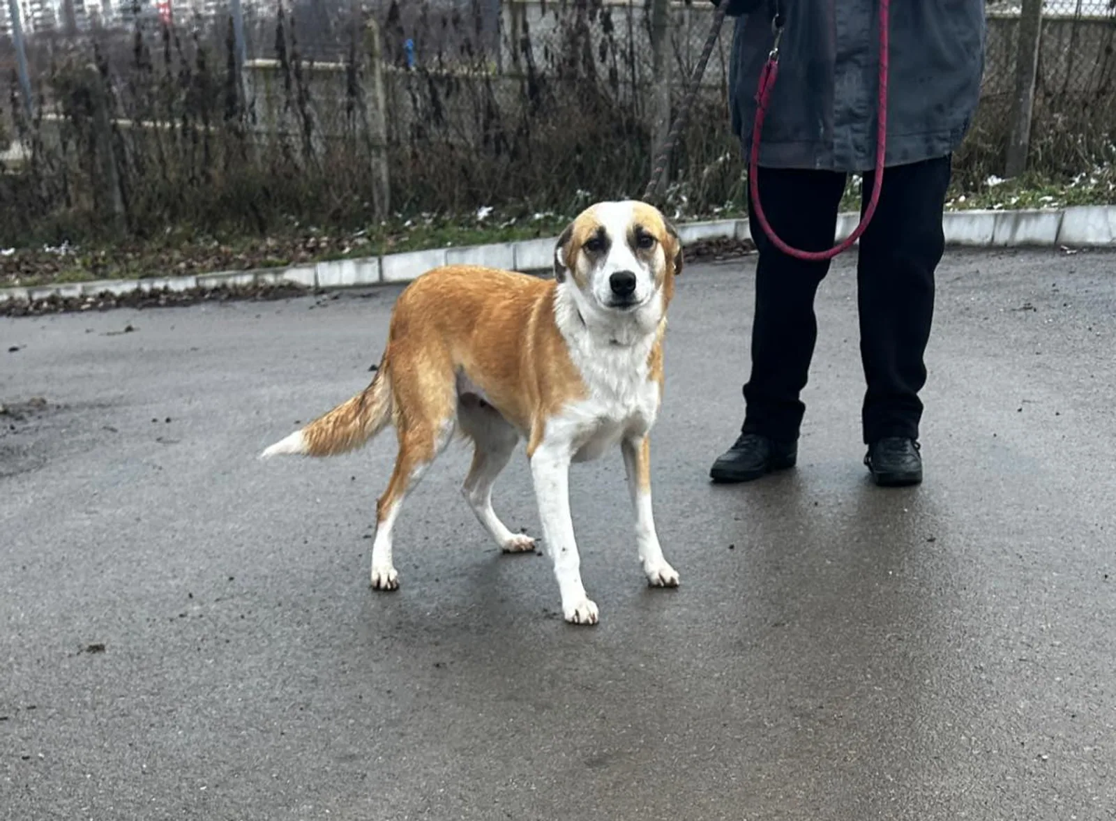 Darcy, Bild 4