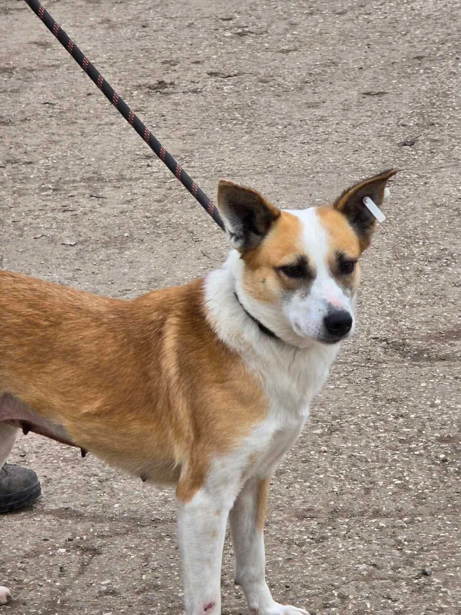 Darcy, Bild 16