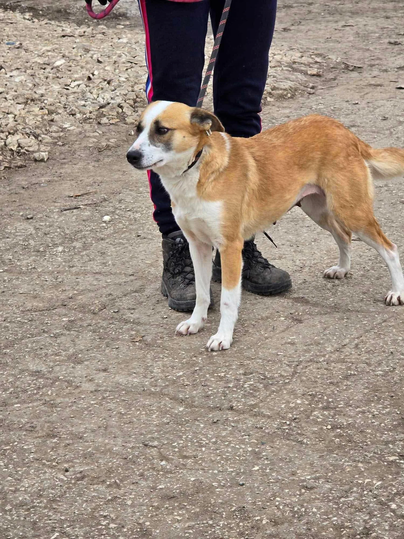 Darcy, Bild 17