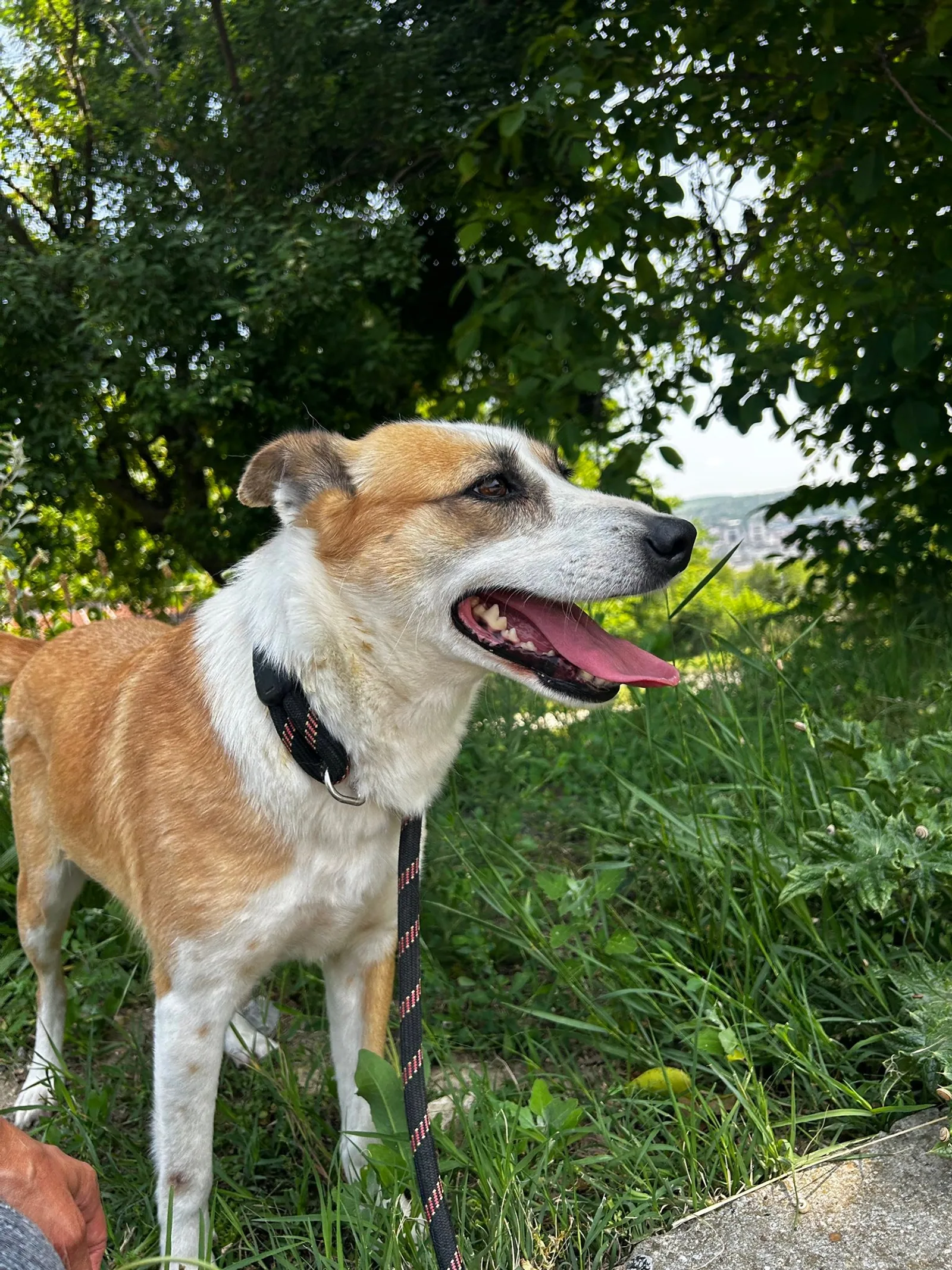 Darcy, Bild 25