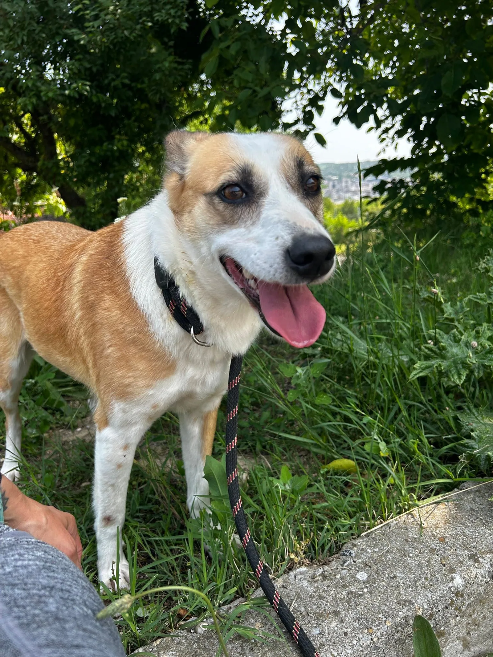 Darcy, Bild 24