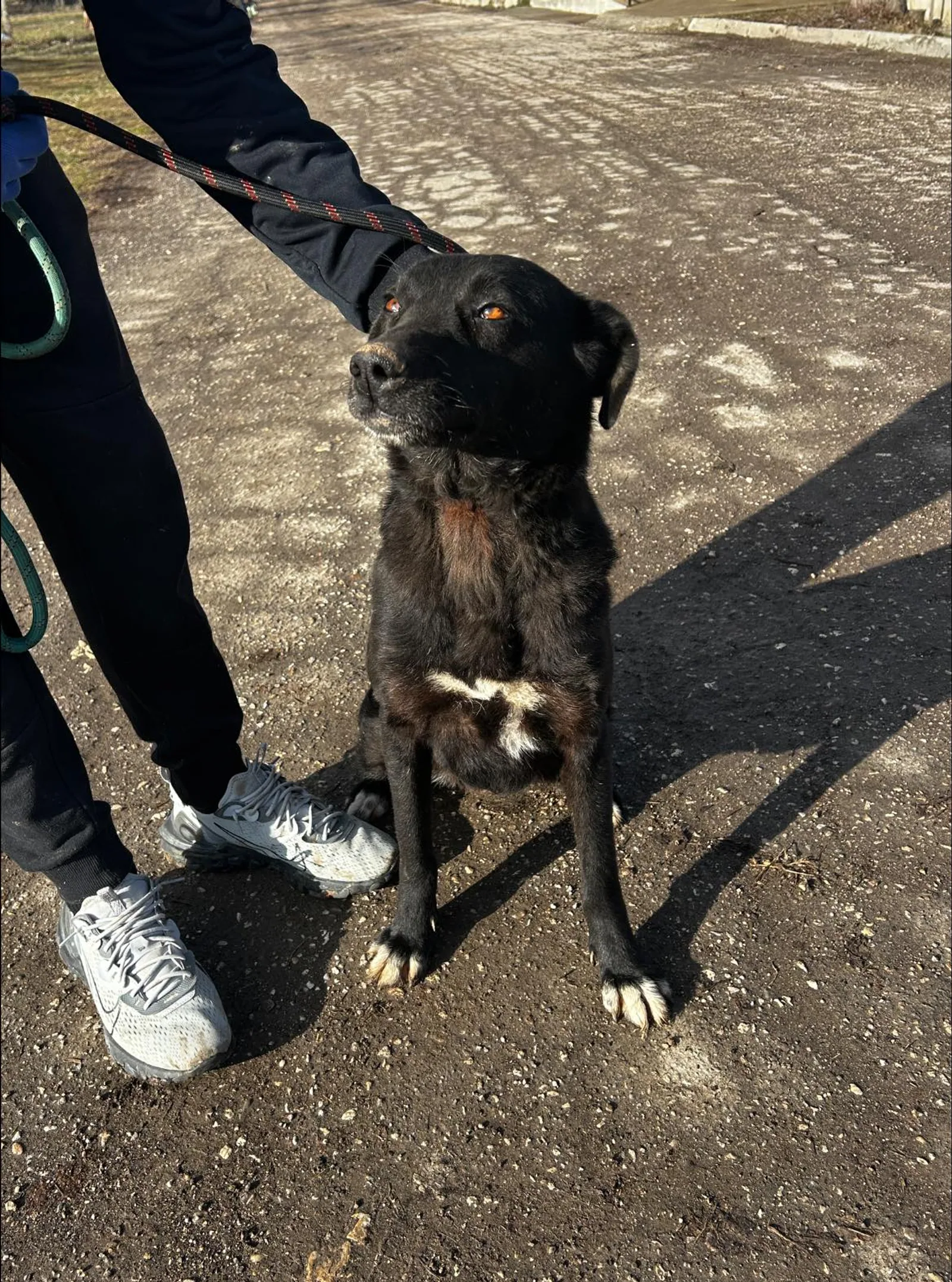 Onyx, Hund