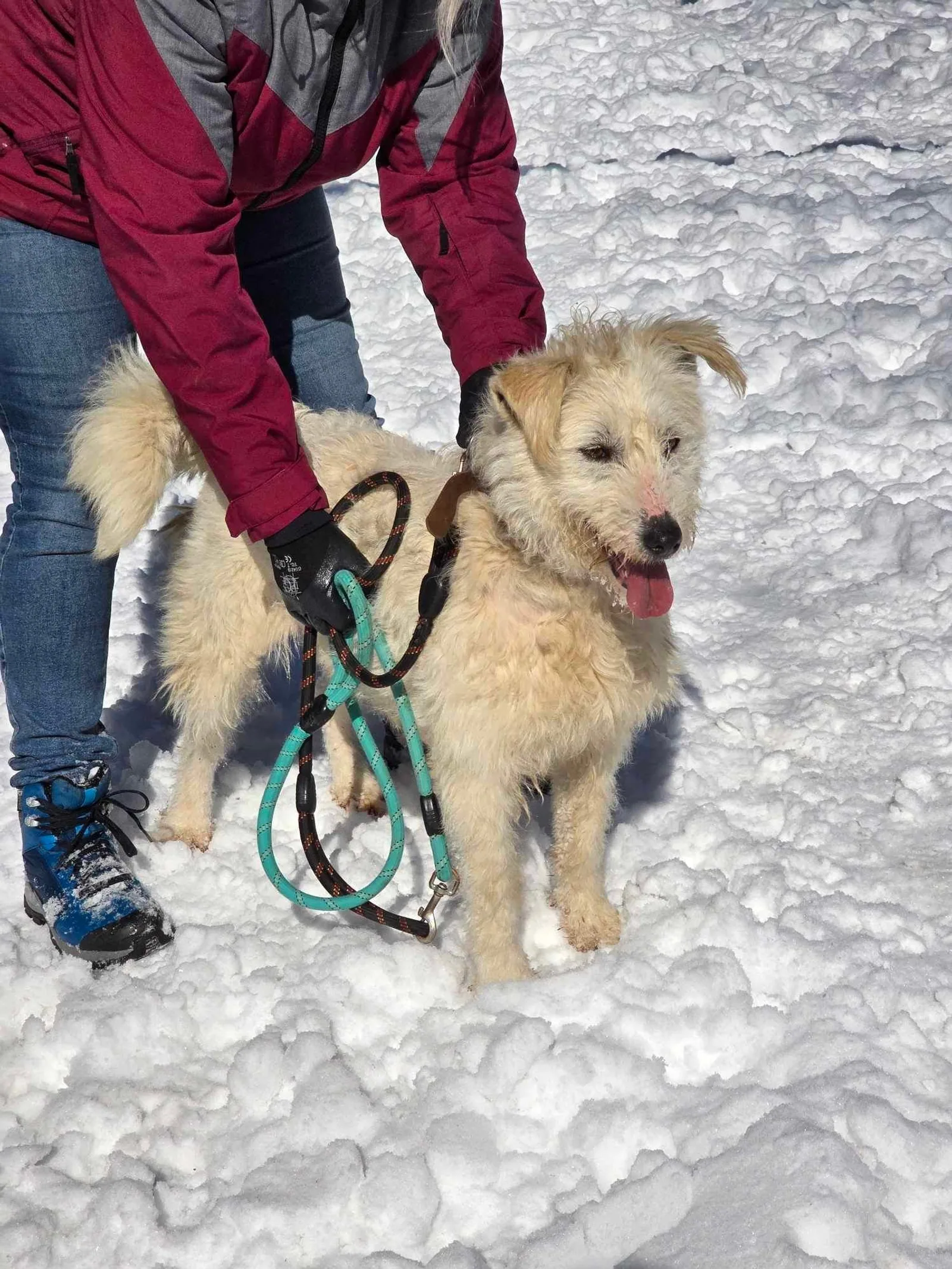Rina, Hund