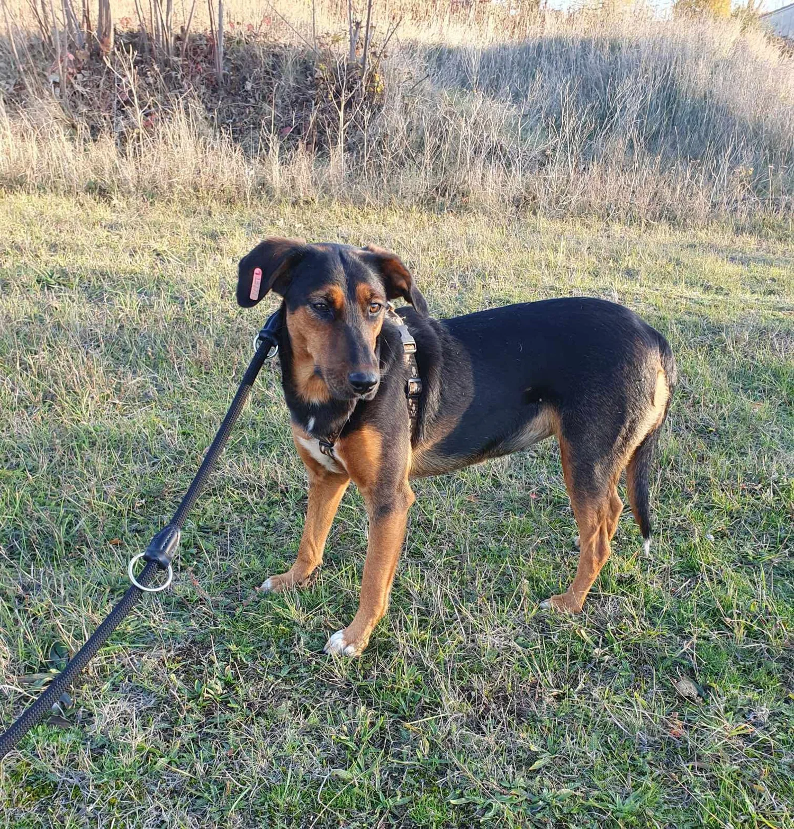 Lily, Bild 9