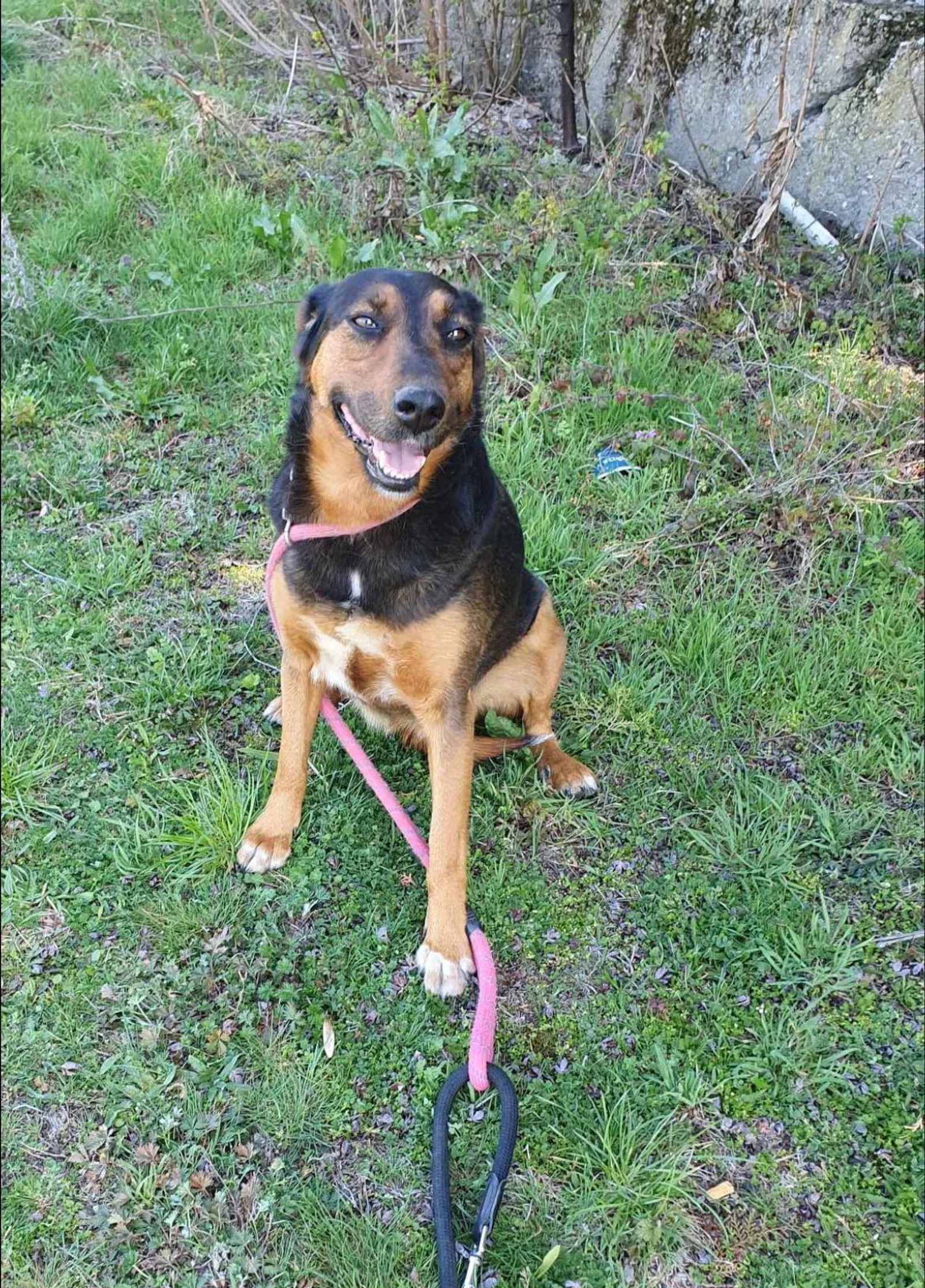 Lily, Hund