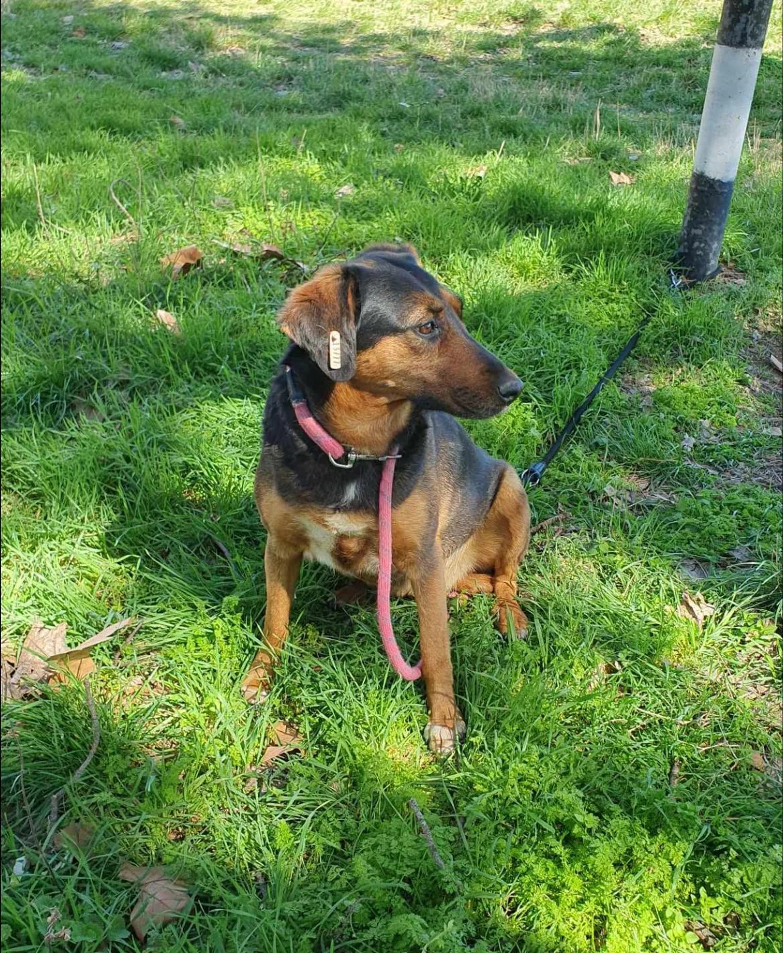 Lily, Bild 4