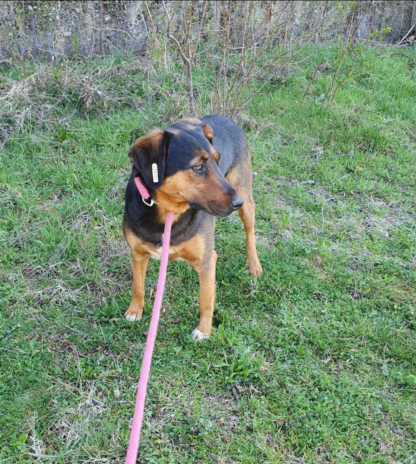 Lily, Bild 6