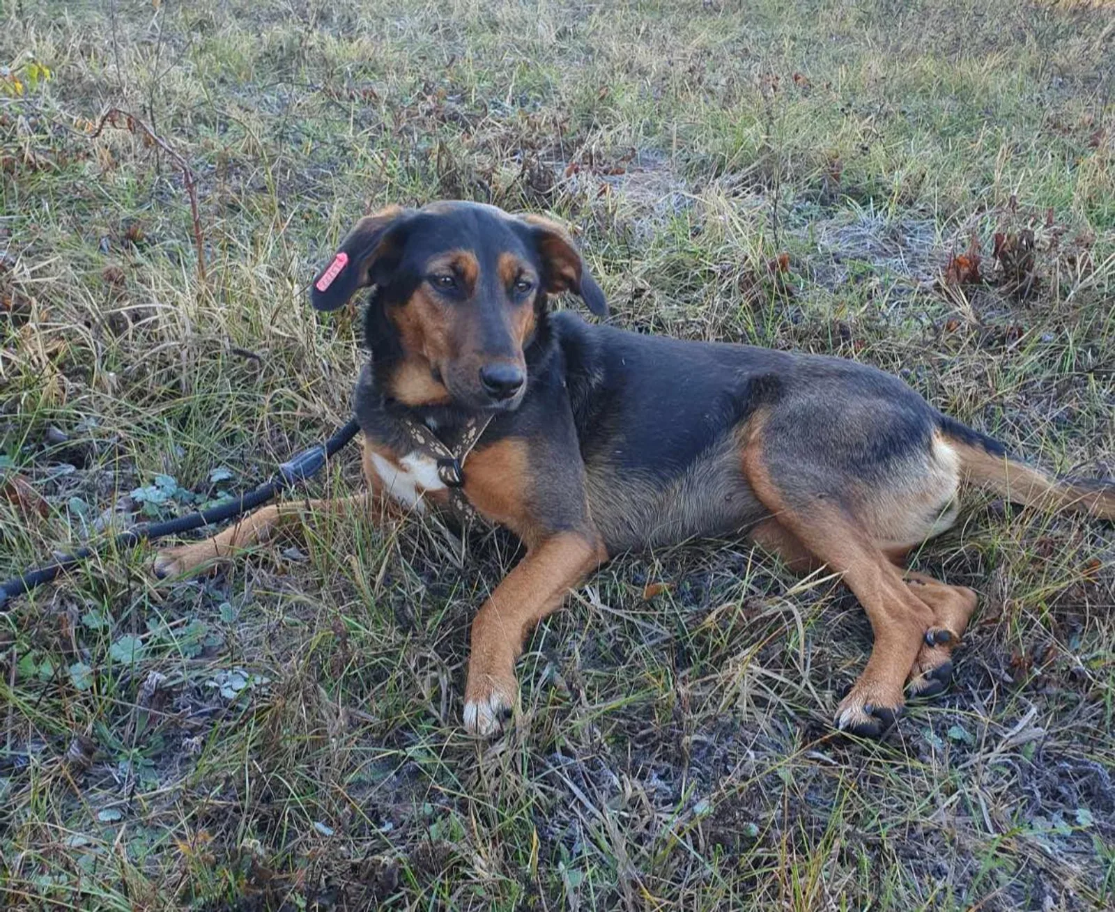 Lily, Bild 8