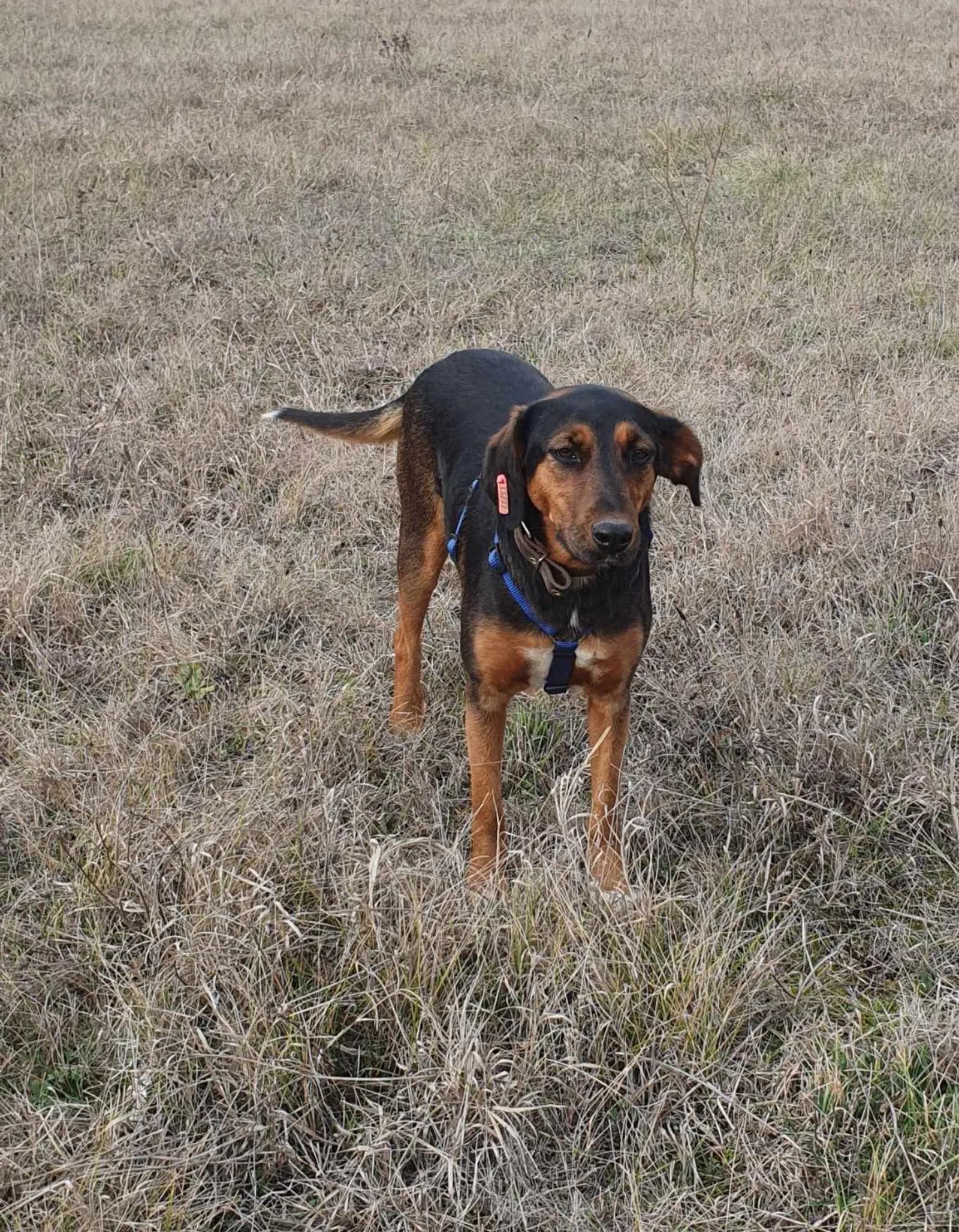 Lily, Bild 10