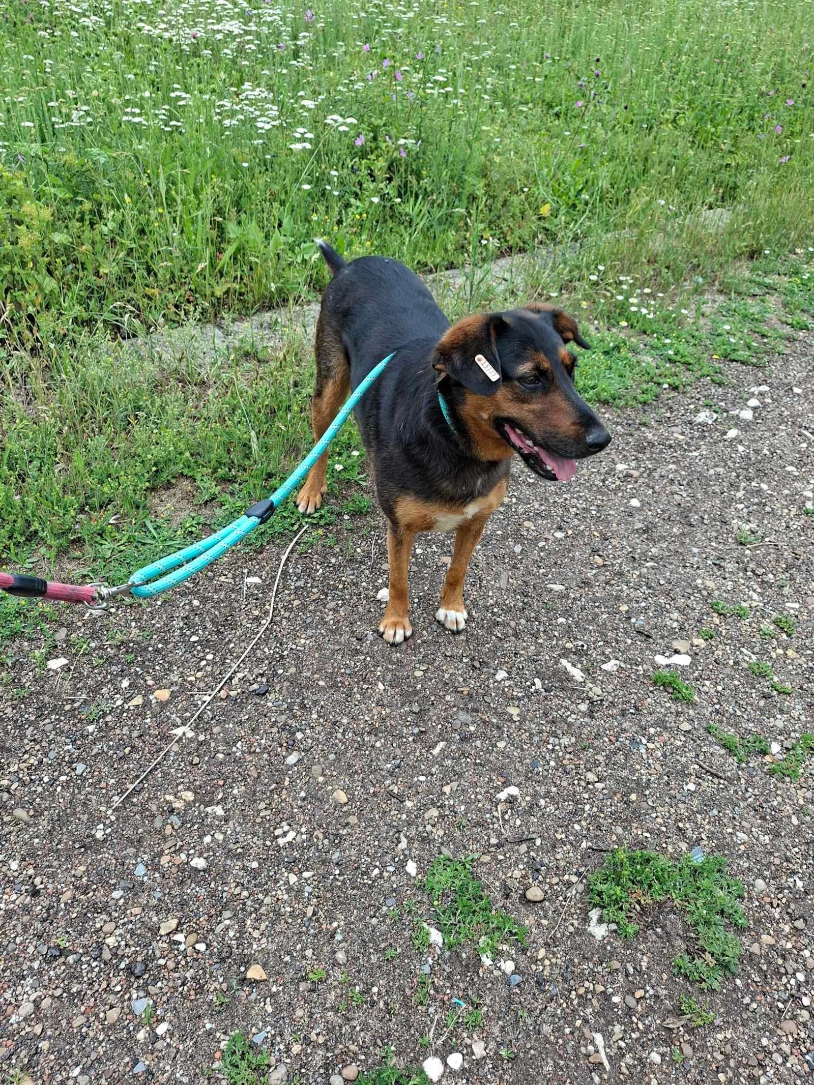 Lily, Bild 15