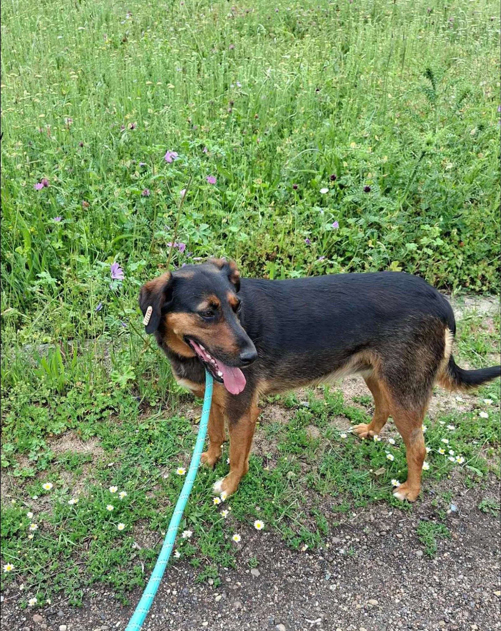 Lily, Bild 22