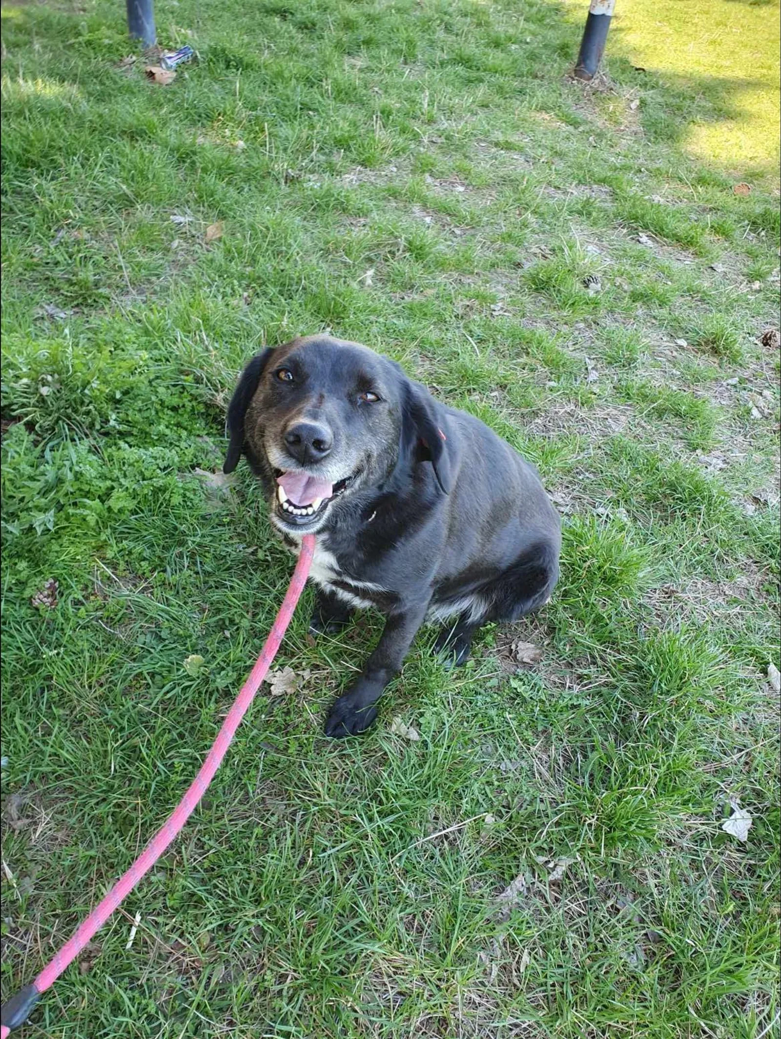 Charlie, Hund