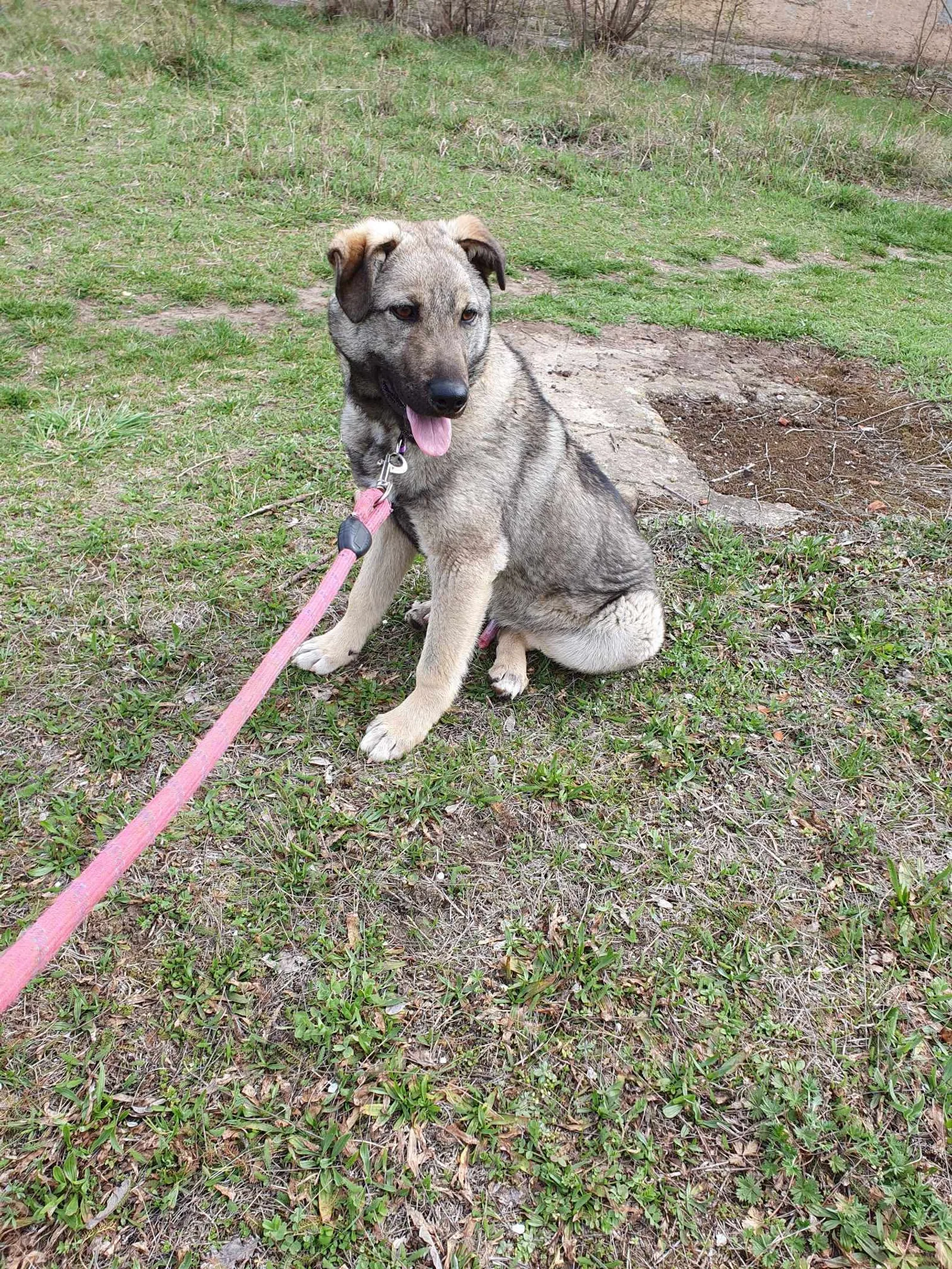 Ares <3, Hund
