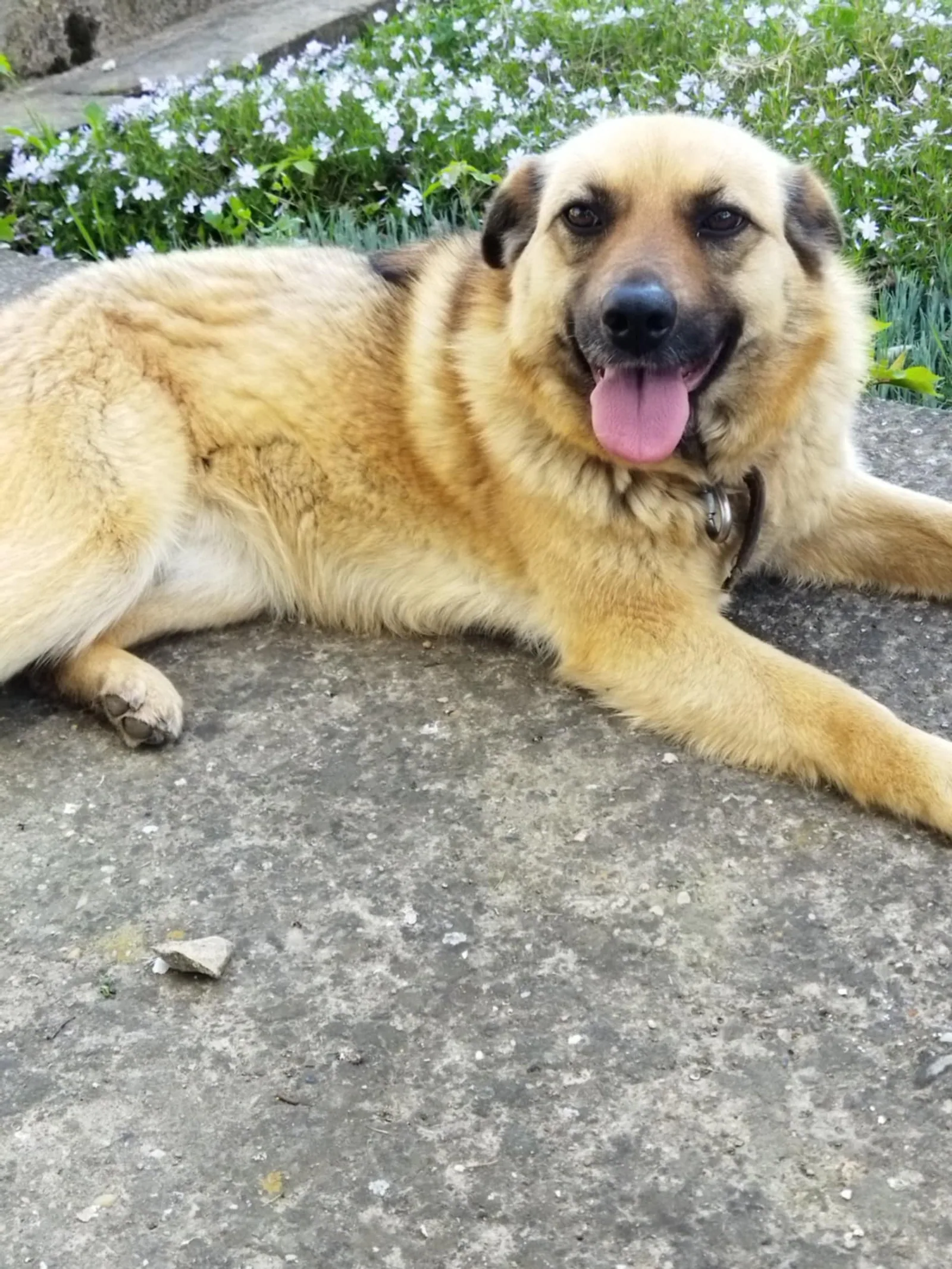 Cherry, Hund