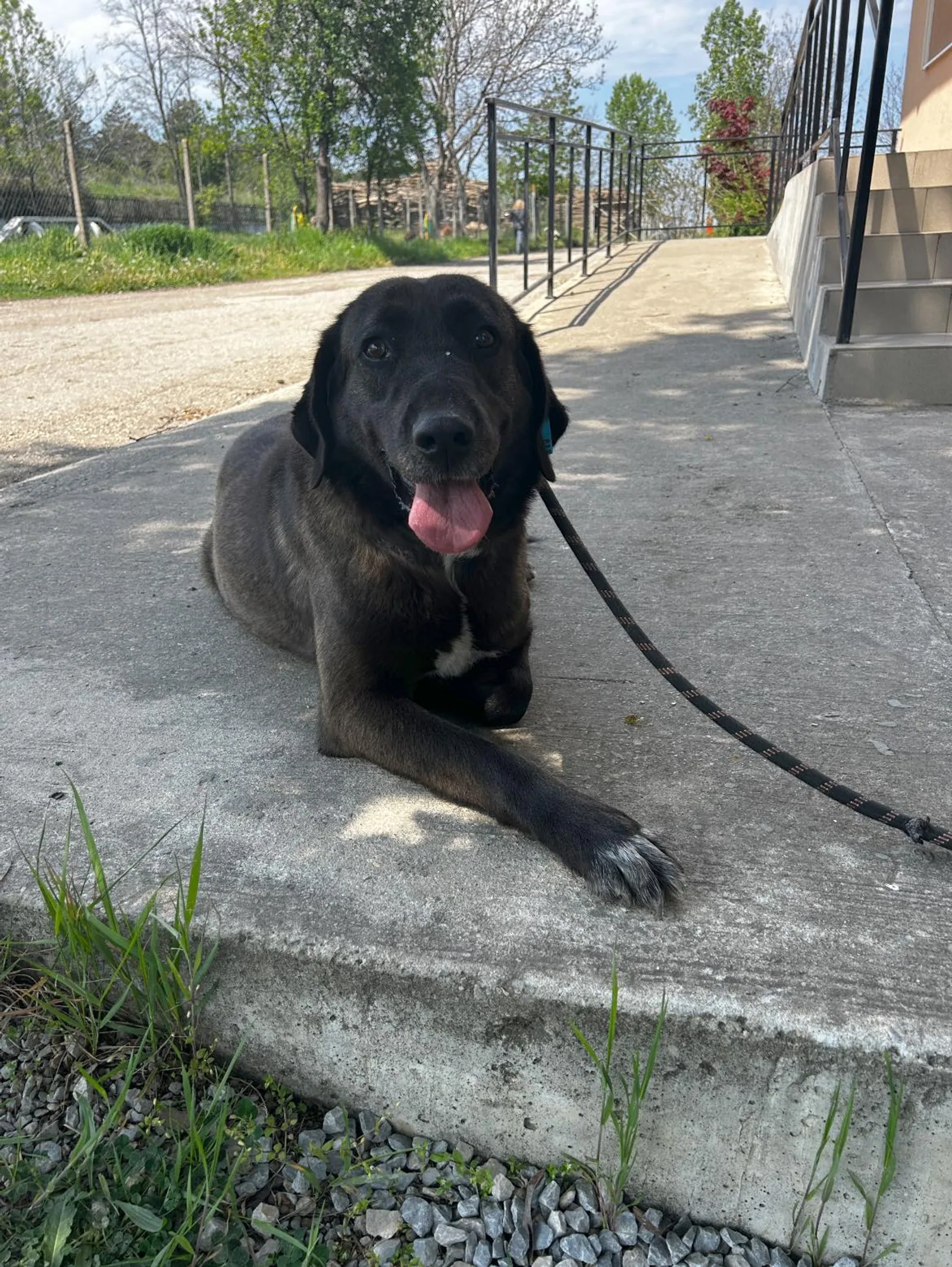 Alma, Hund