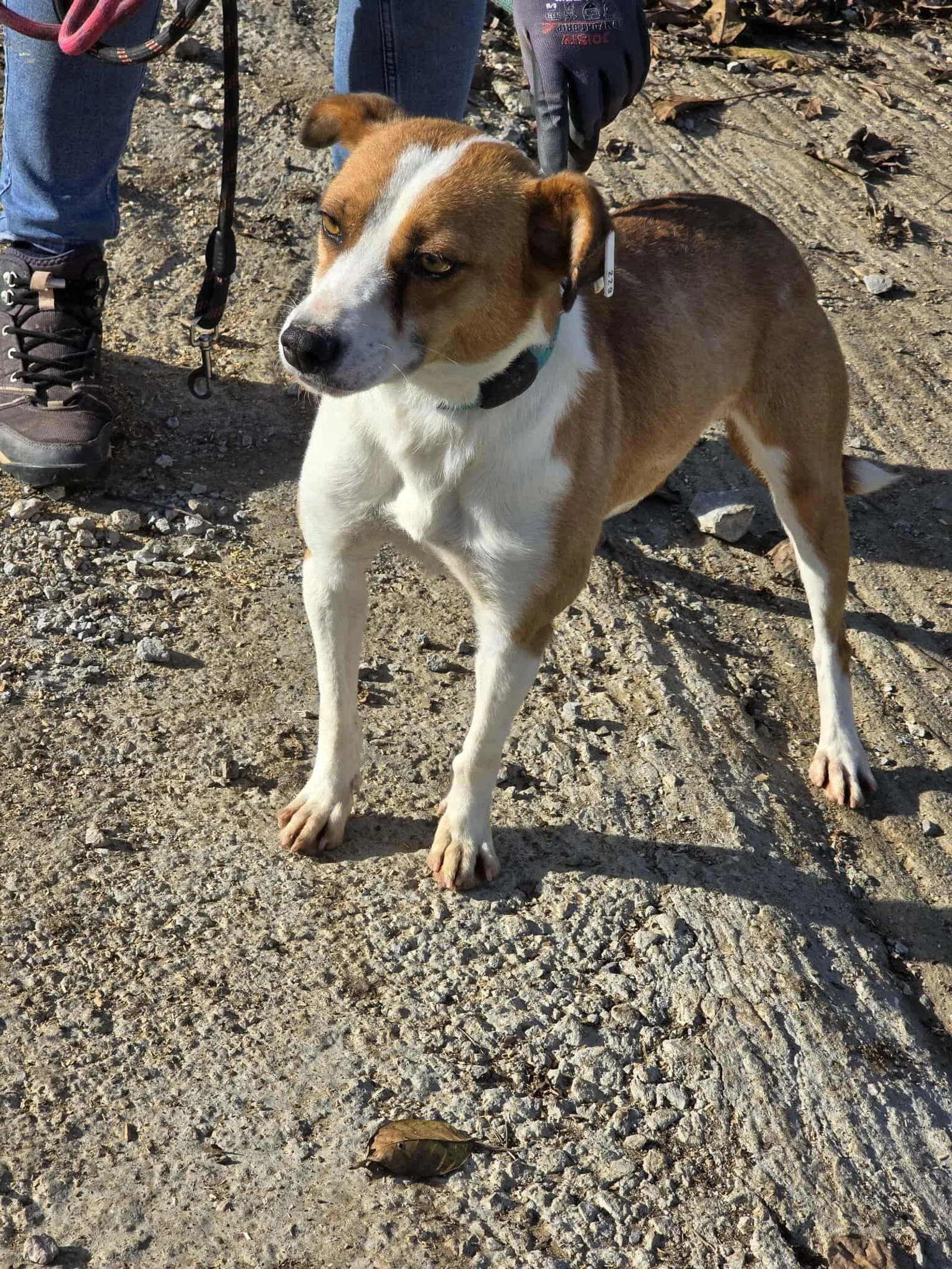 Bibi, Bild 6