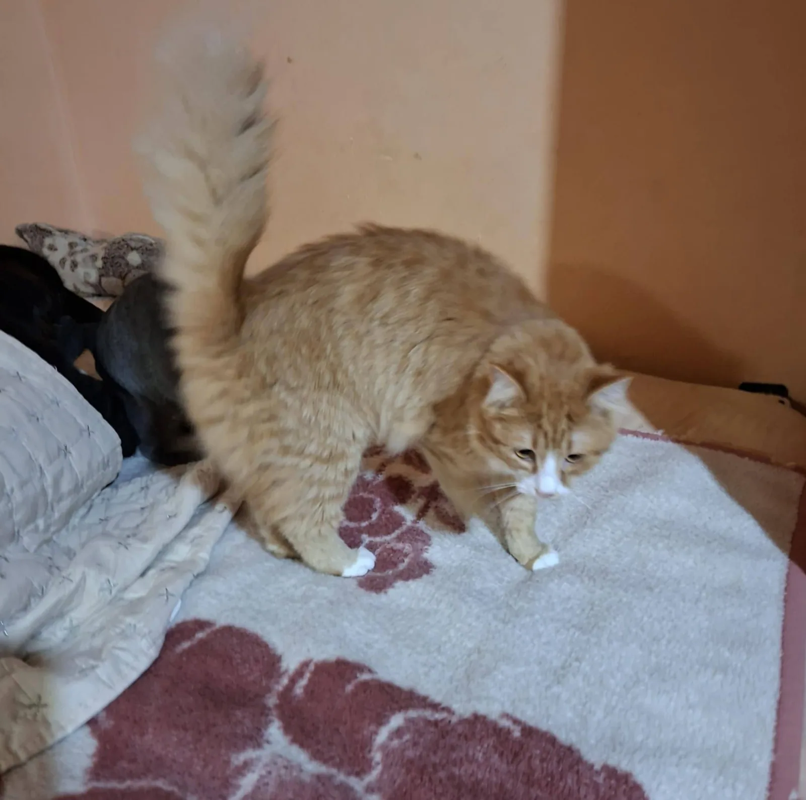 Suzy, Bild 15