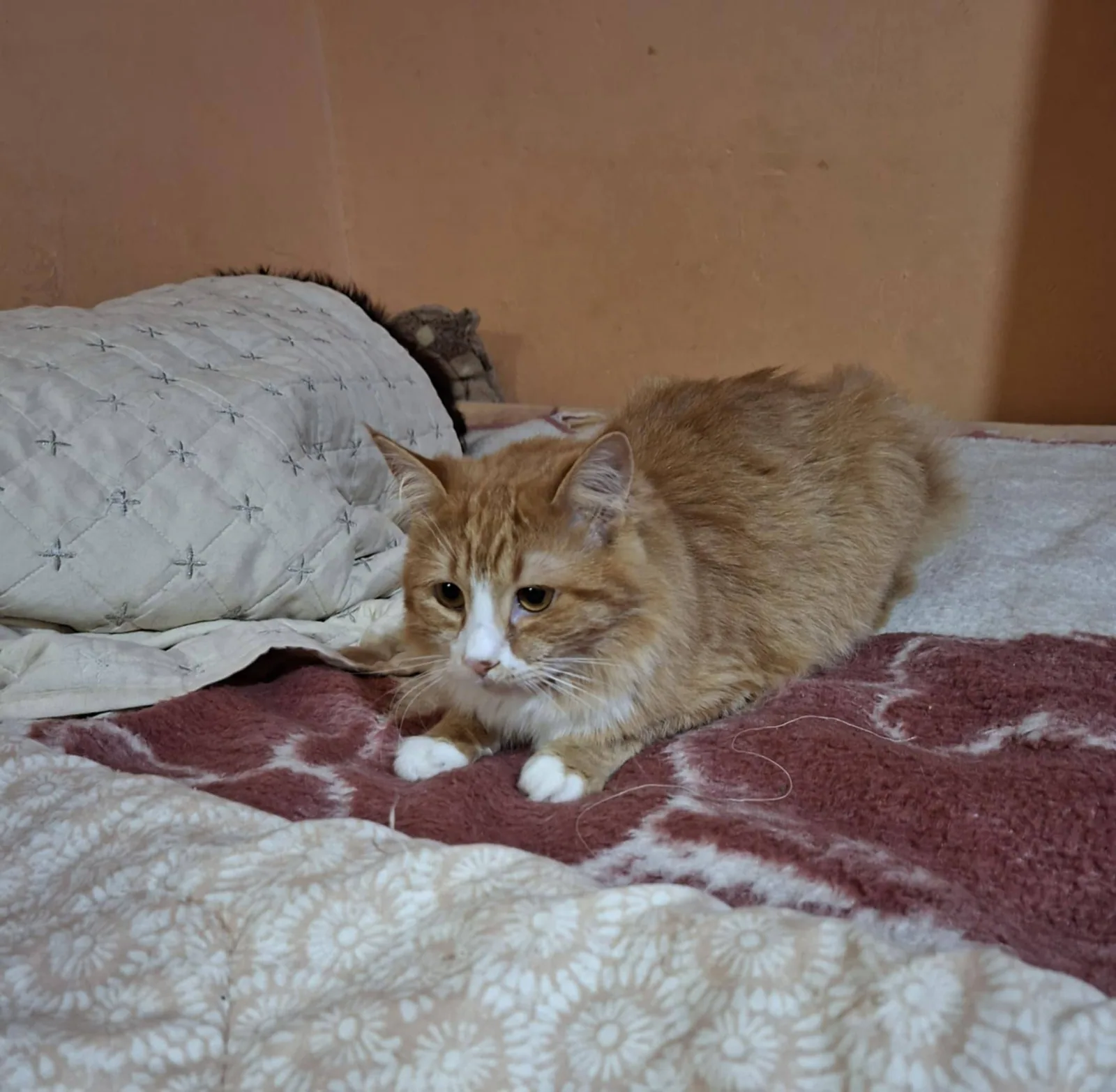 Suzy, Bild 18