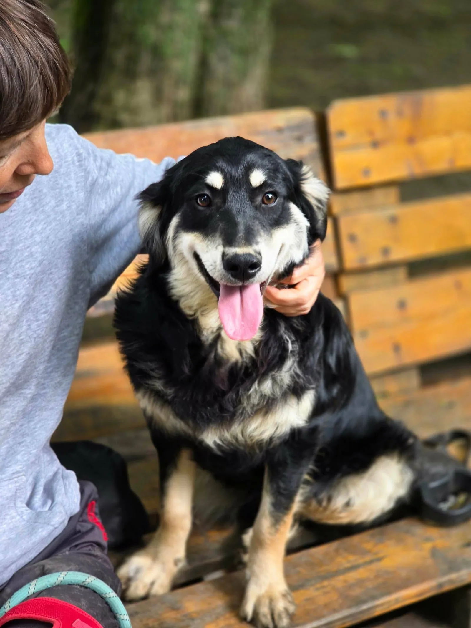 Dusty, Hund