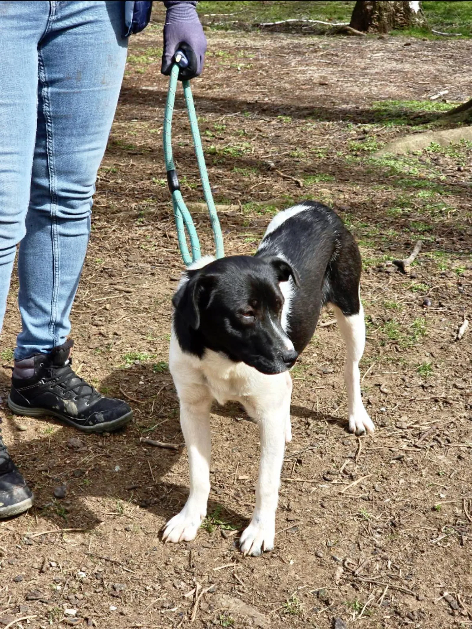 Izzi, Hund