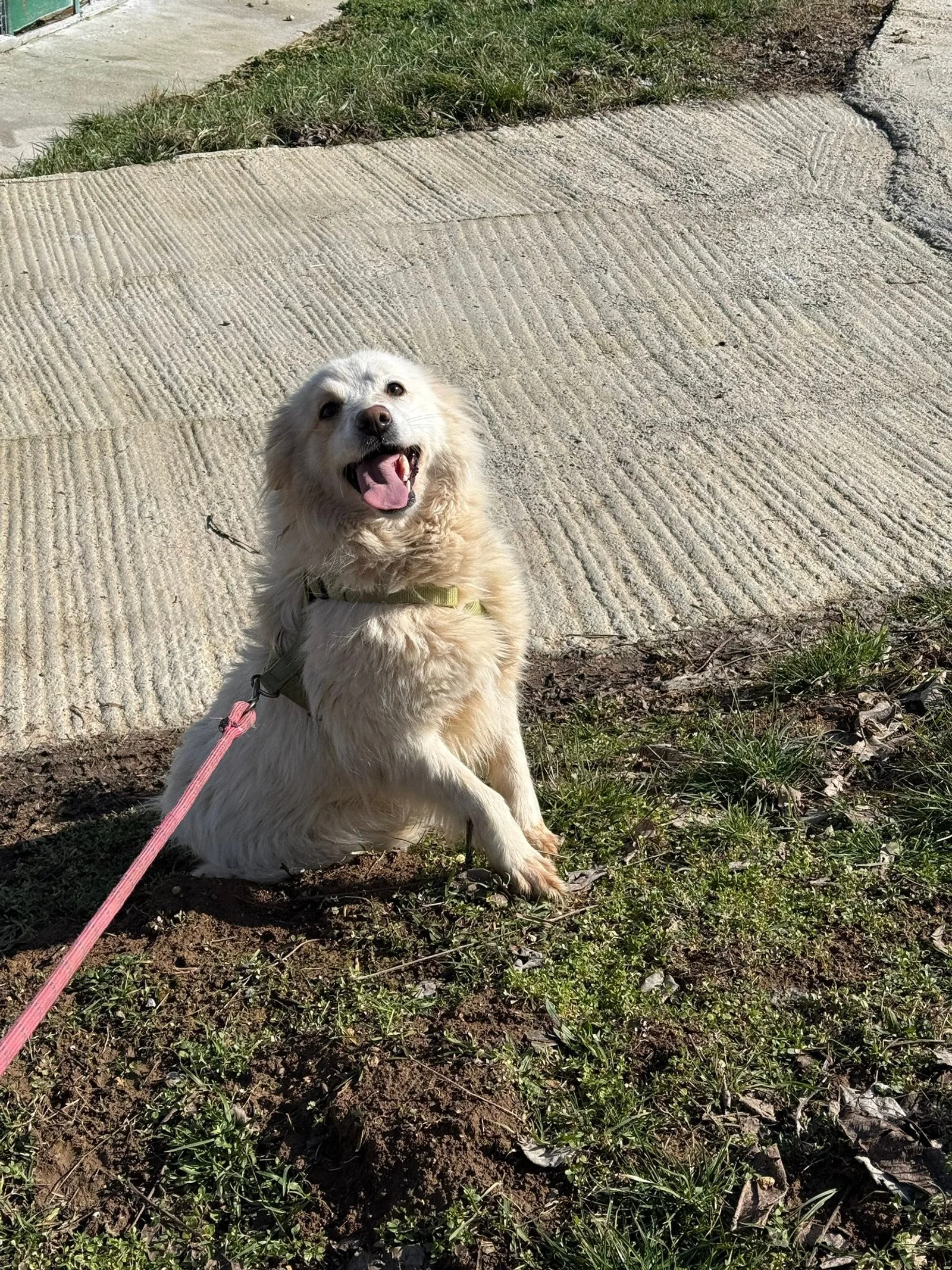 Aurora, Hund