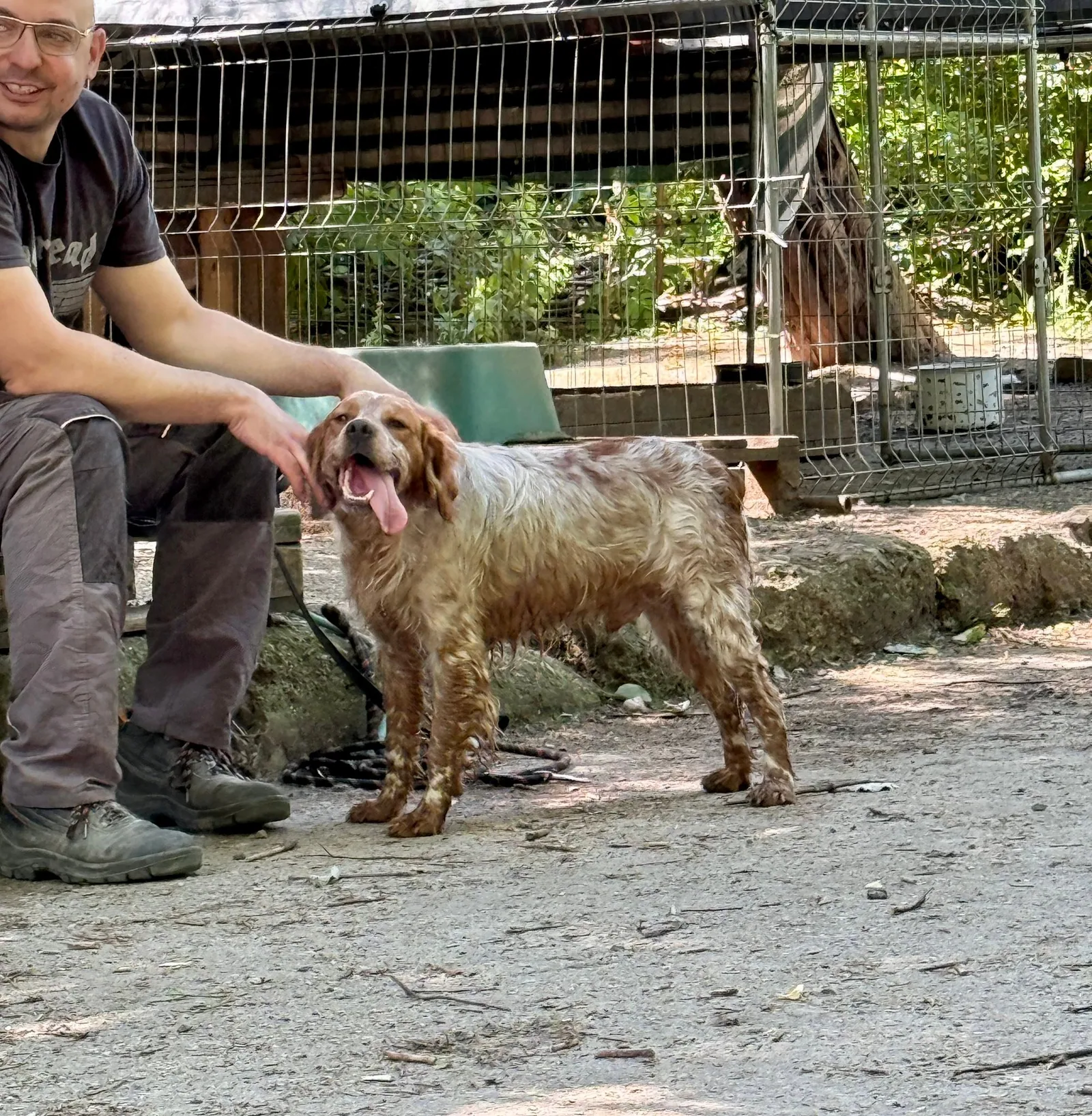 Amos, Hund