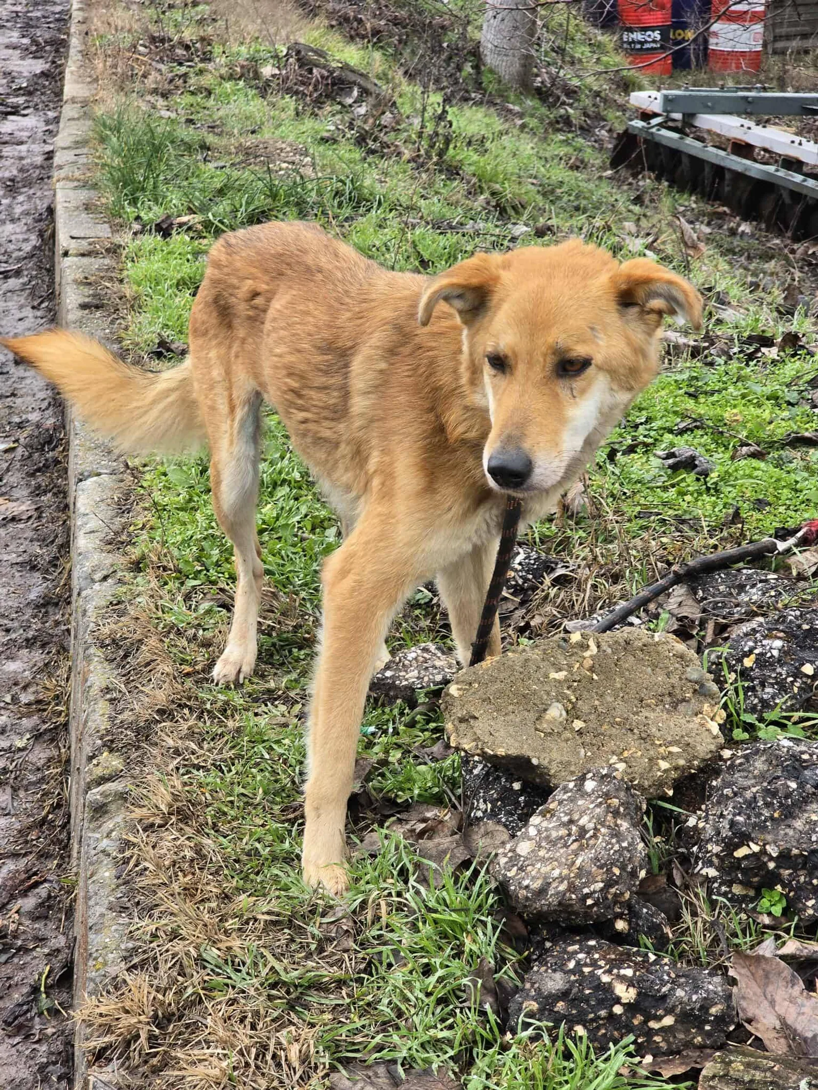 Lina, Bild 25