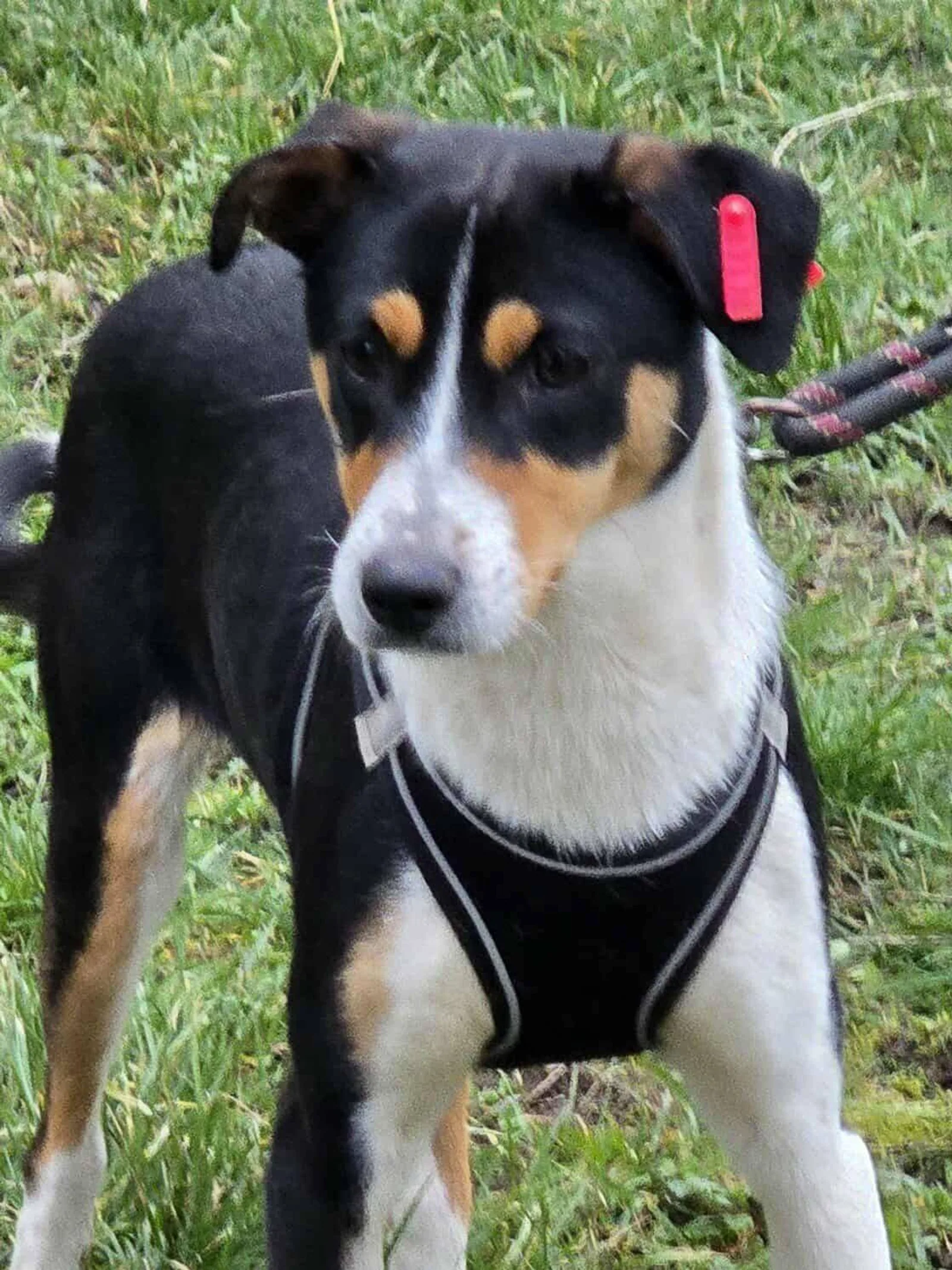 Spike, Bild 2