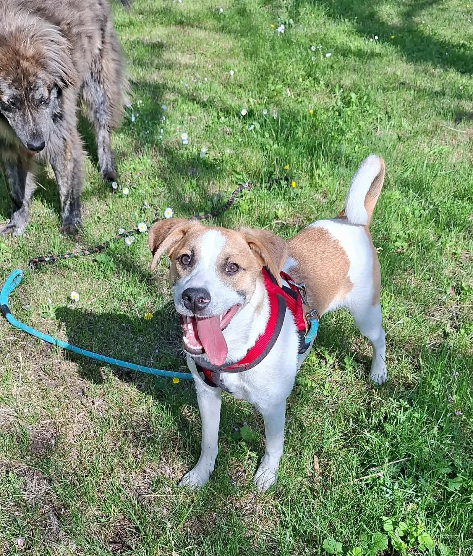Leo, Hund