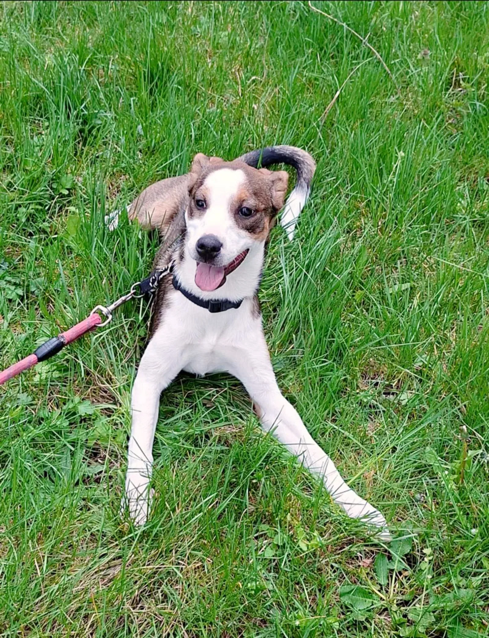 Isabella, Hund