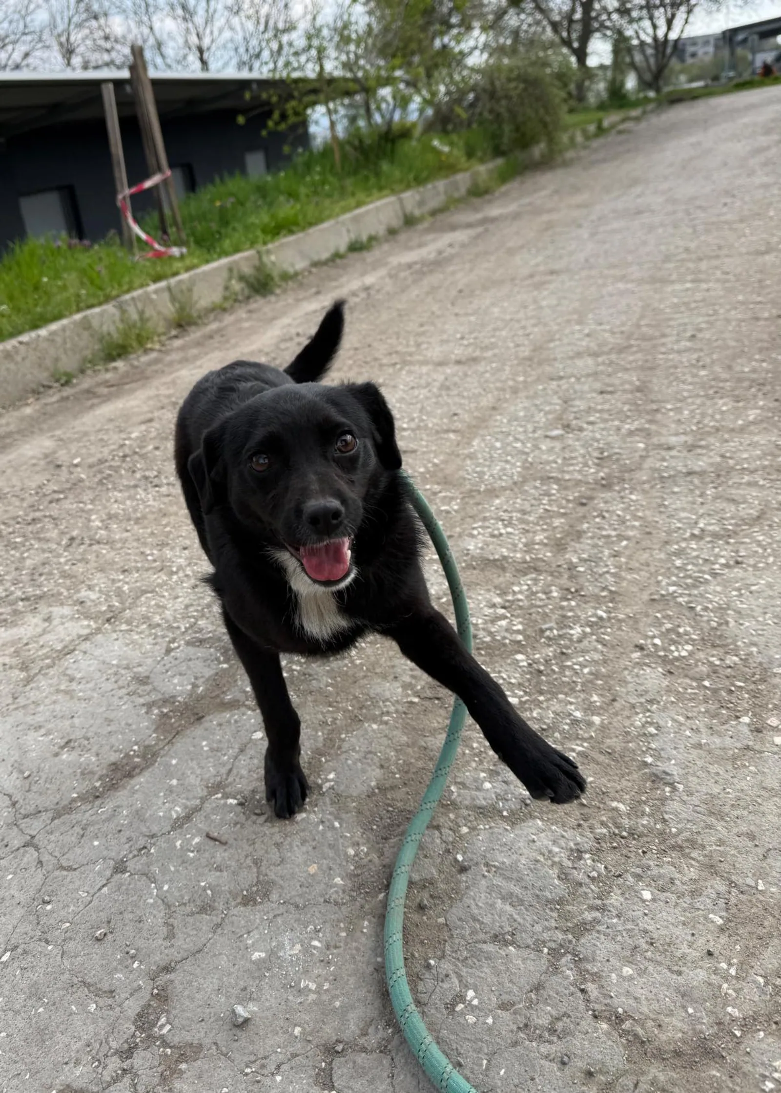 Elva, Hund