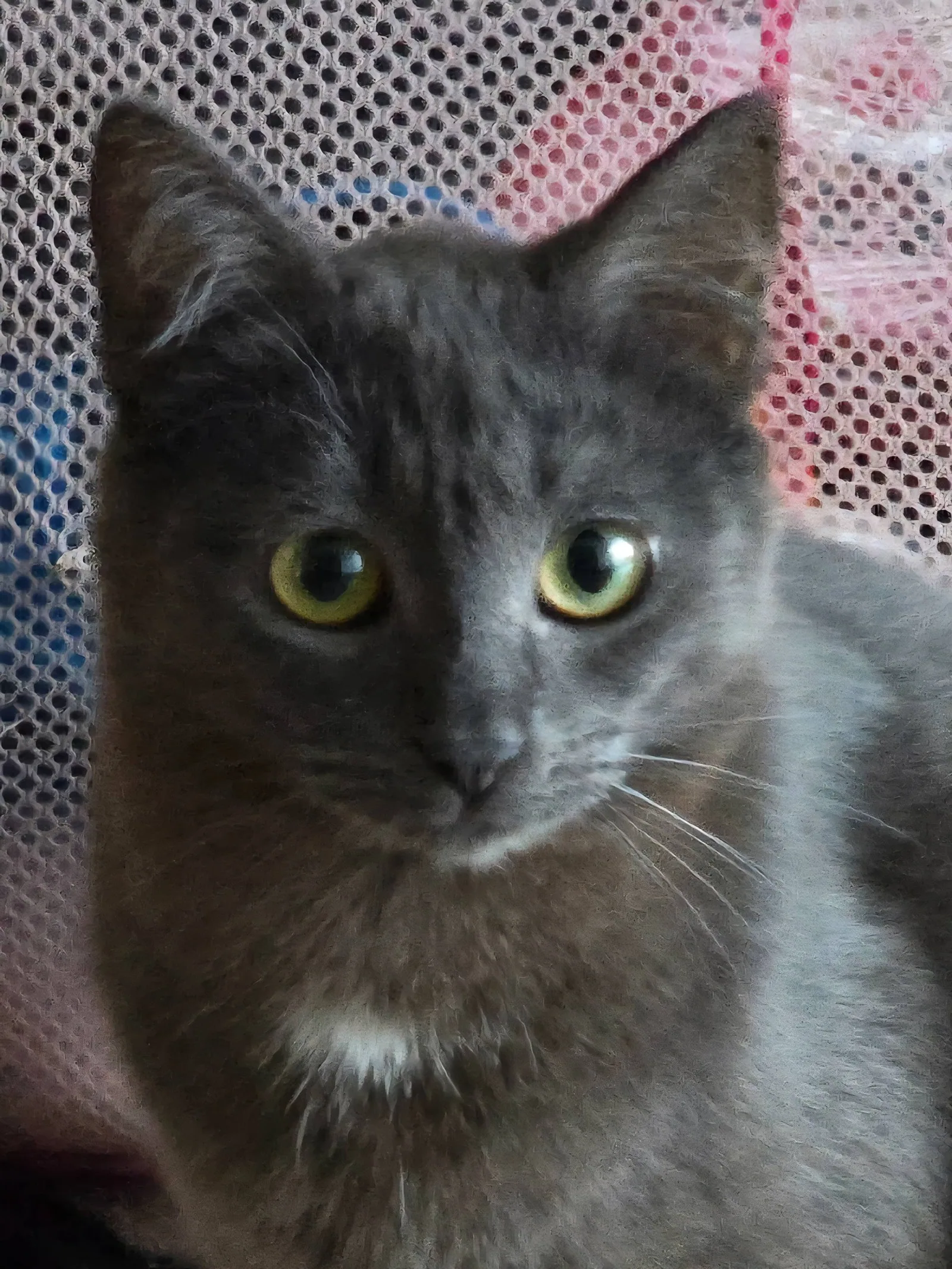 Grey, Hund