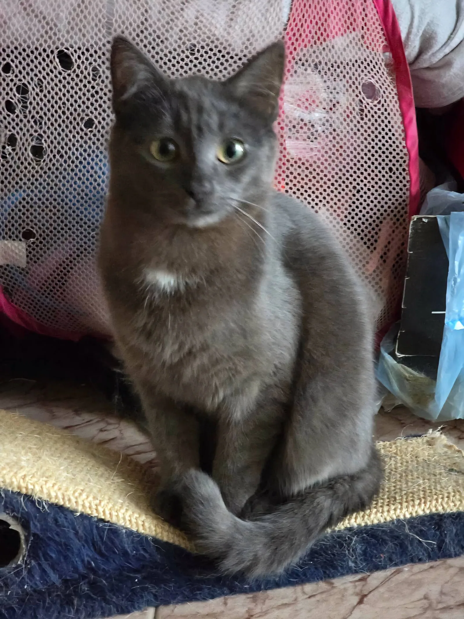 Grey, Bild 2