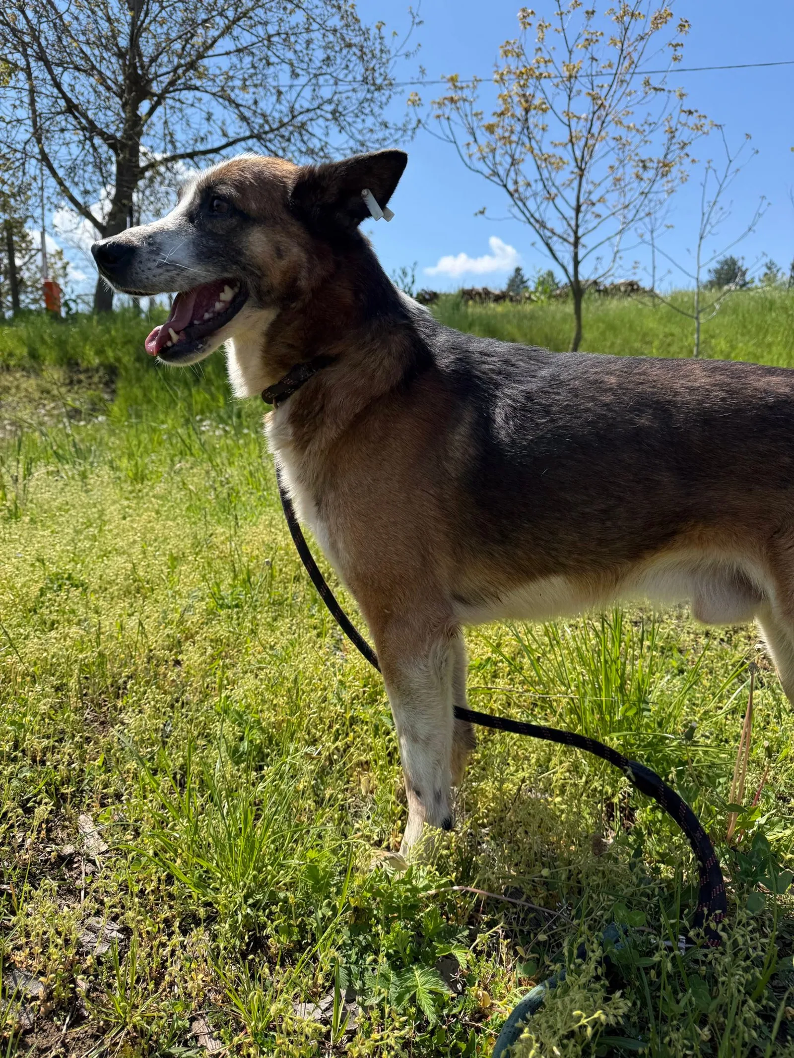 Boril, Bild 11