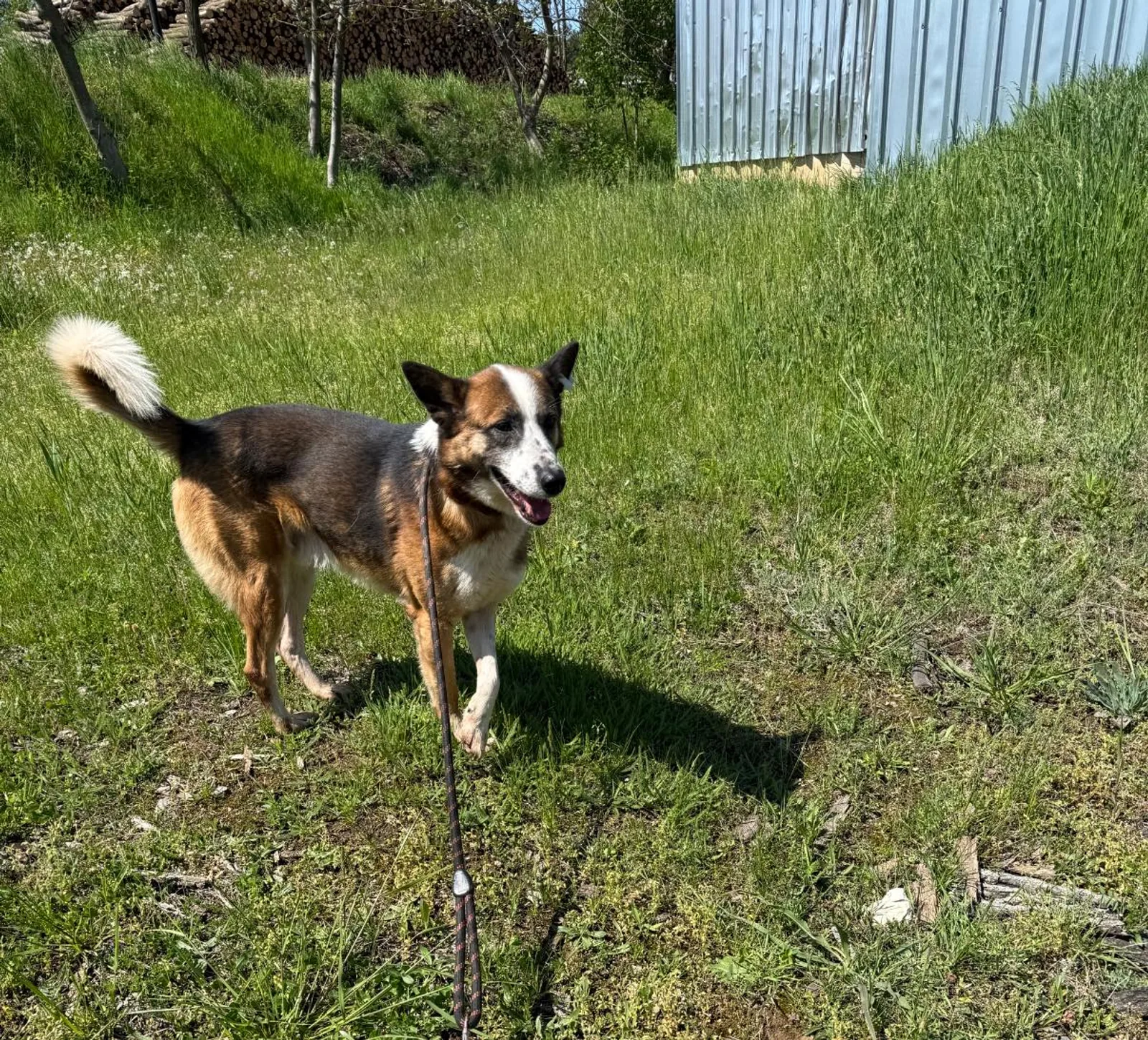 Boril, Bild 6