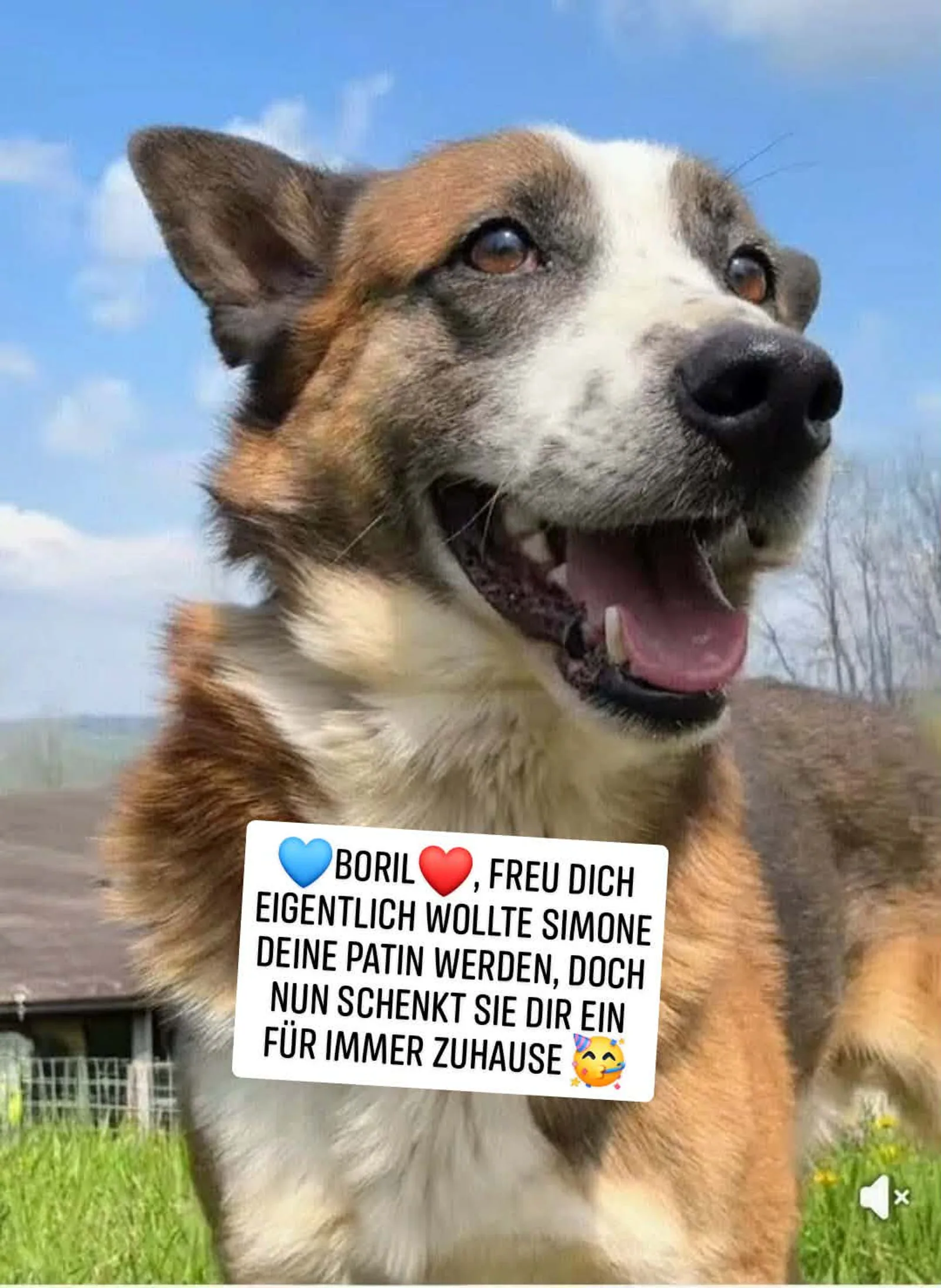 Boril, Hund