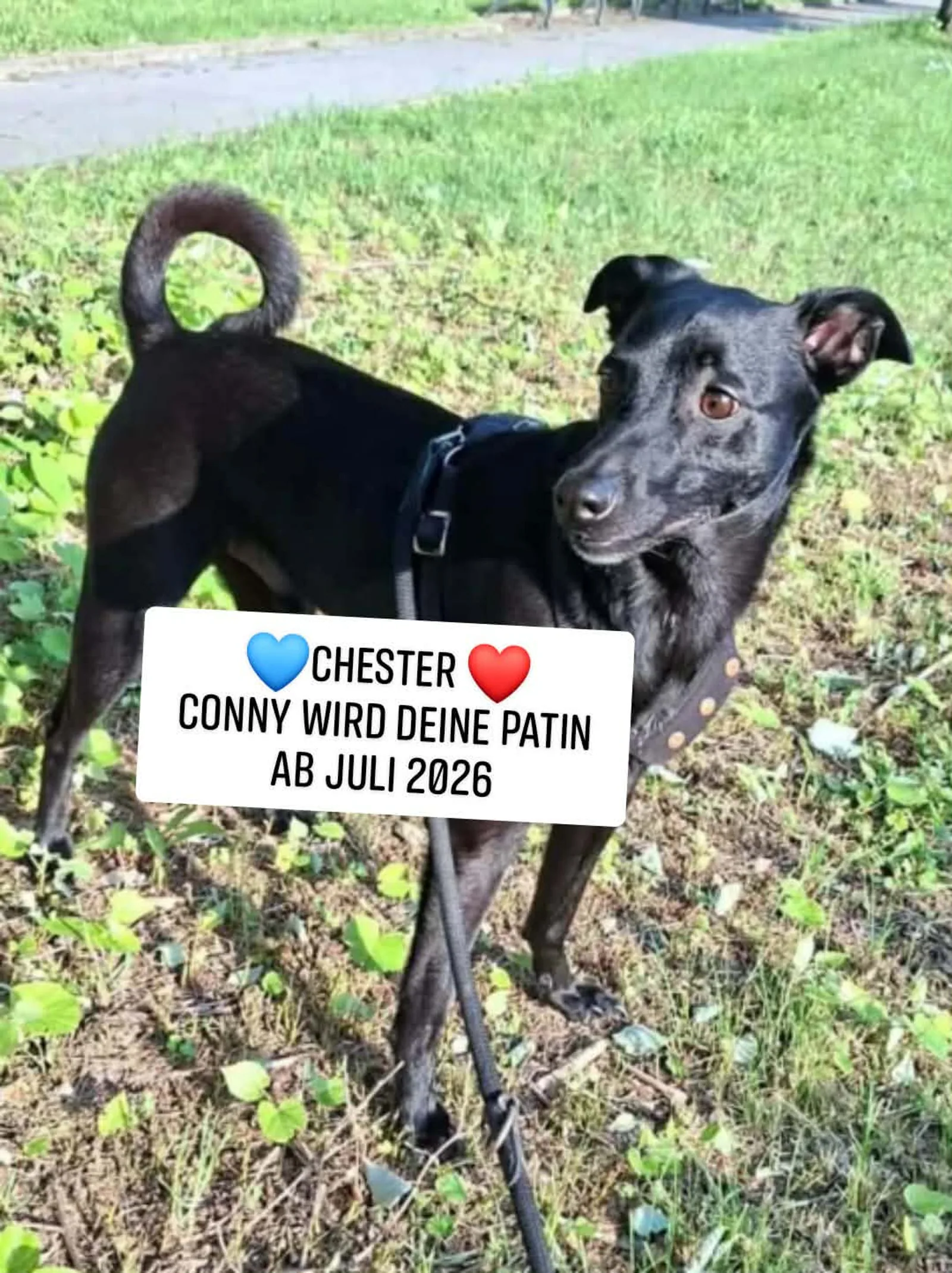 Chester, Hund