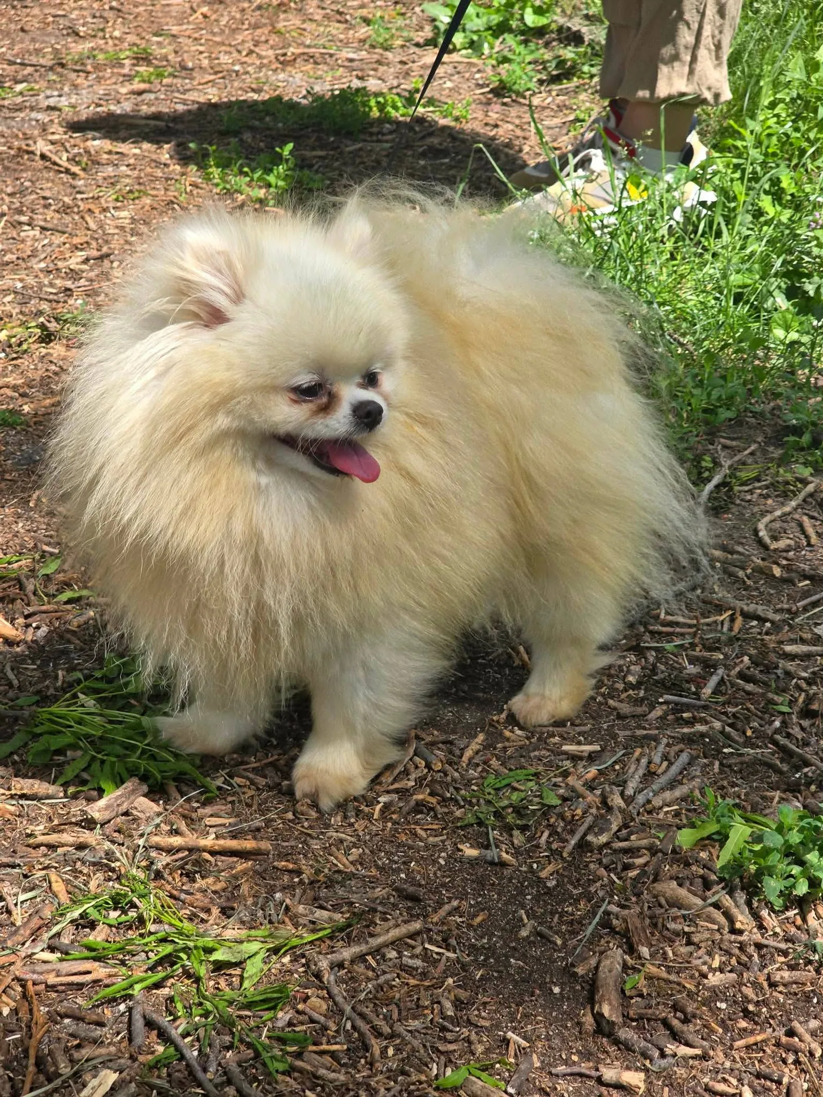Vanilla, Hund