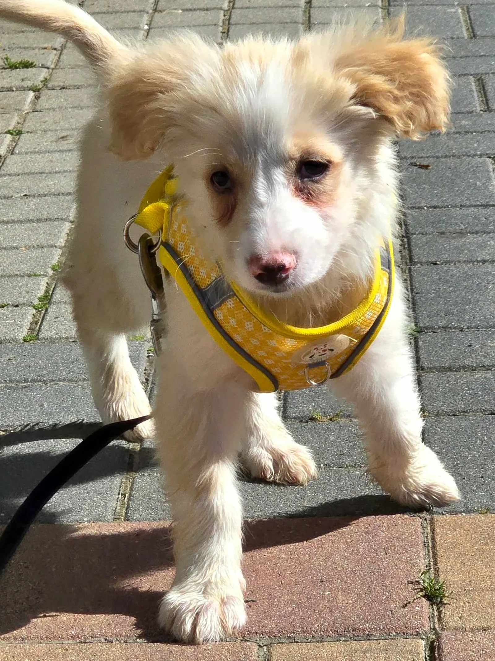 Maya, Bild 4