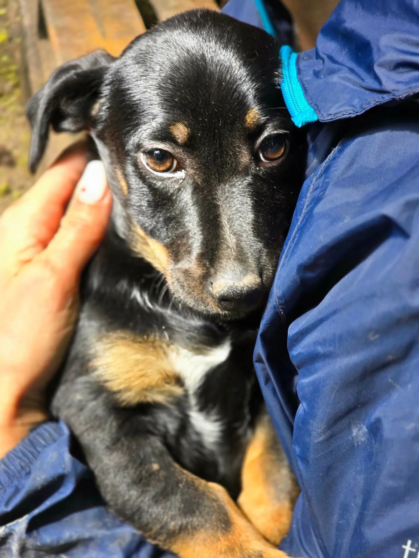 Muffy, Hund