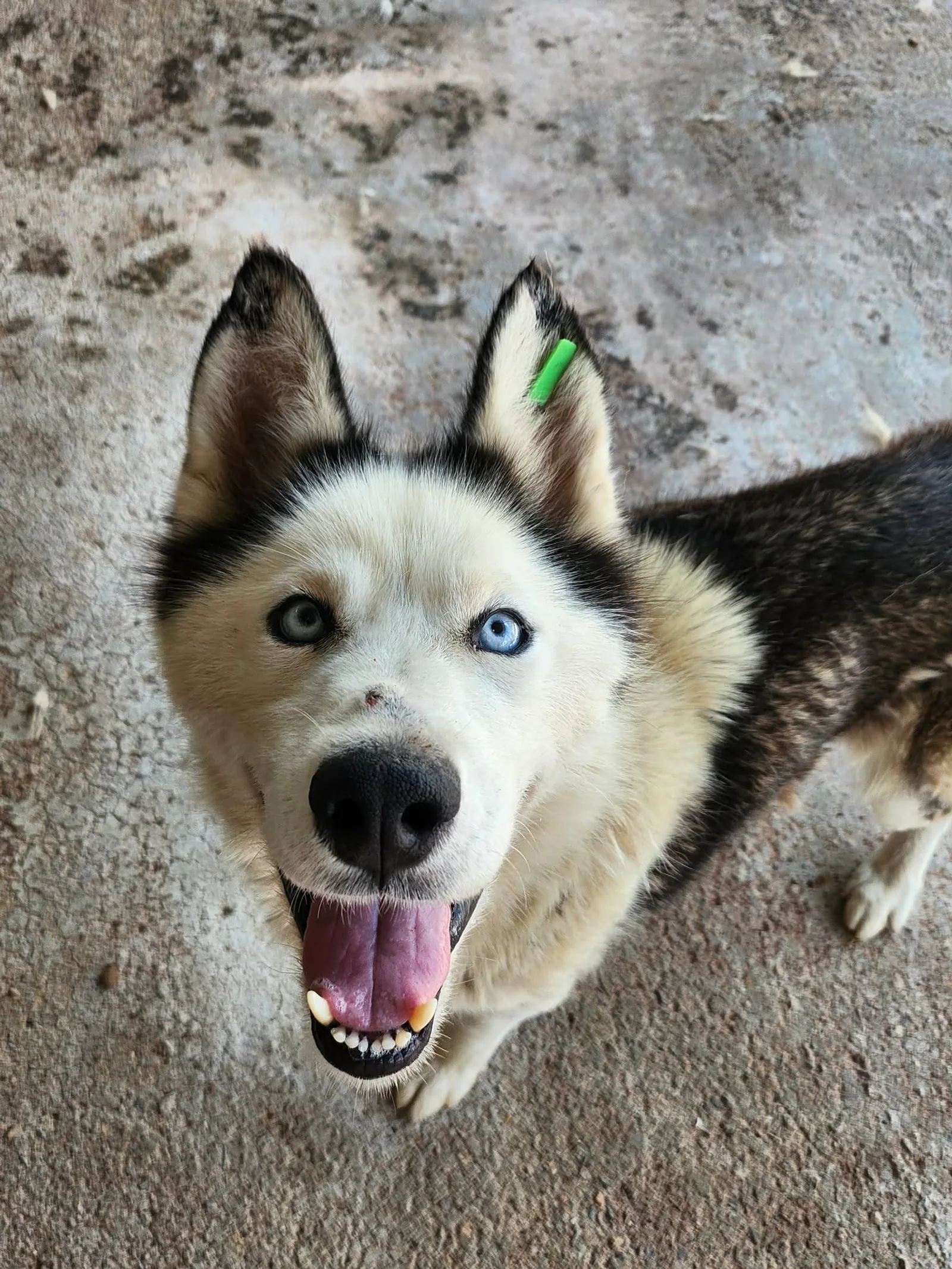 Aurora, Hund
