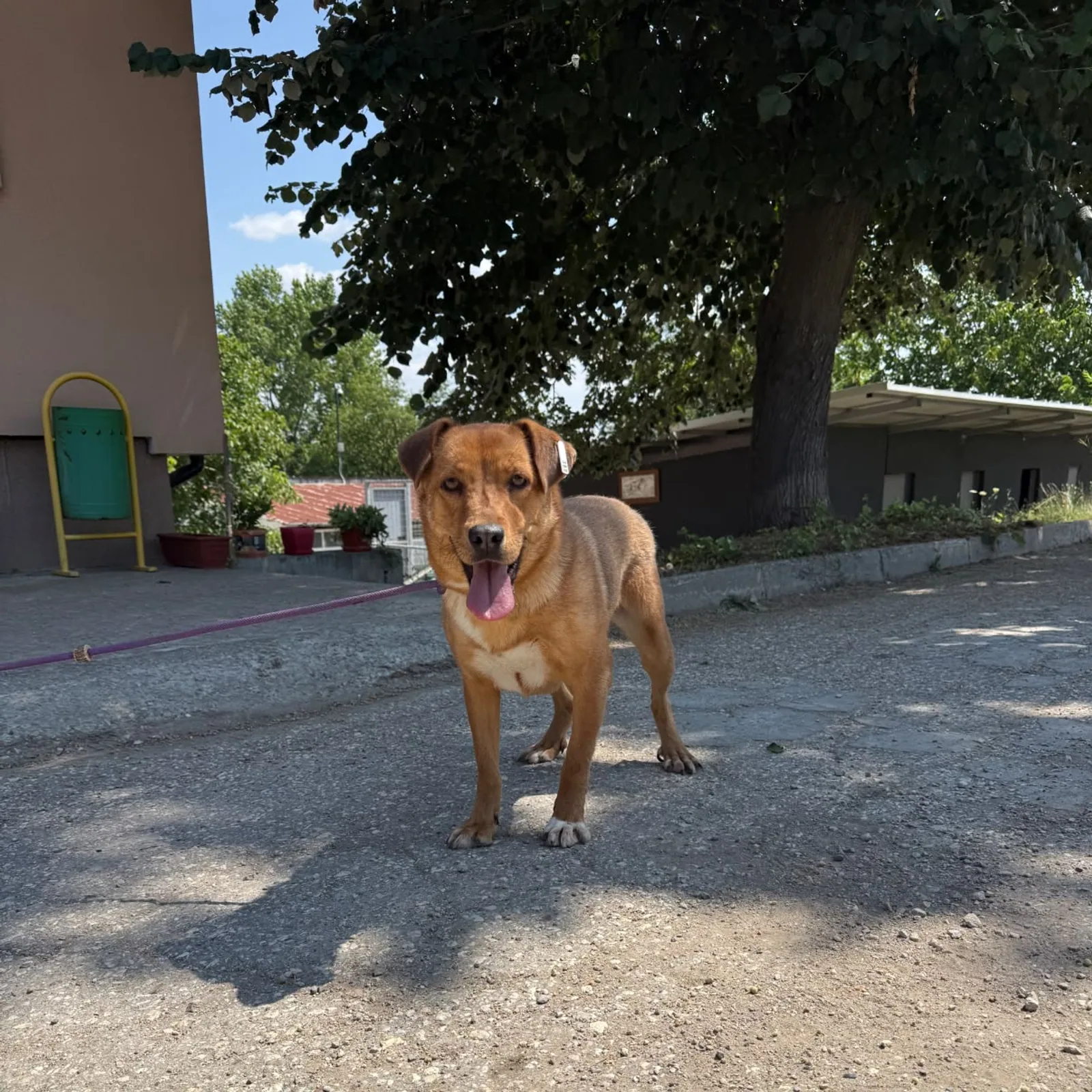 Tala, Hund