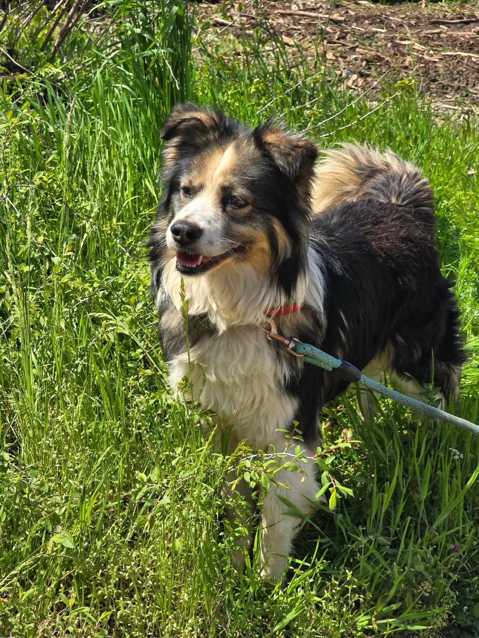 Nolan, Hund
