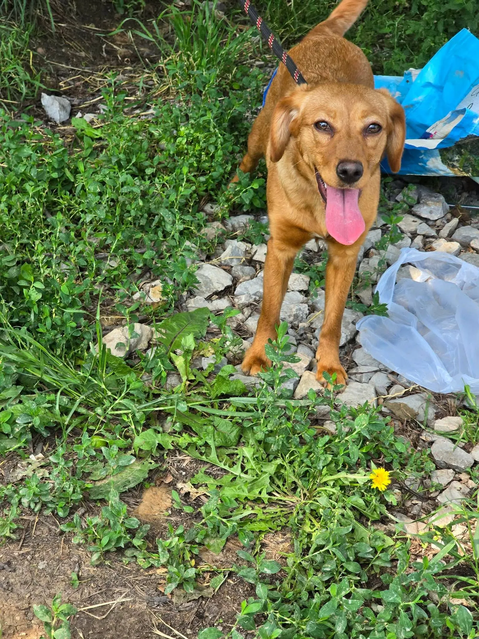 Polly, Hund