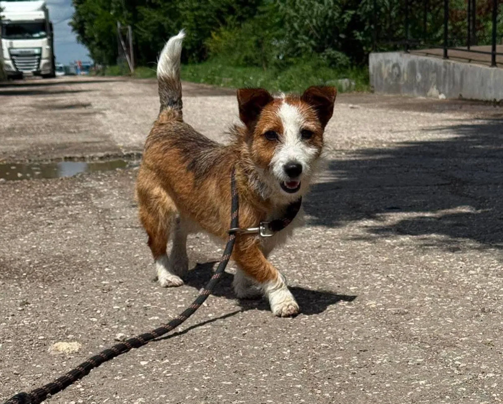 Dolly, Hund