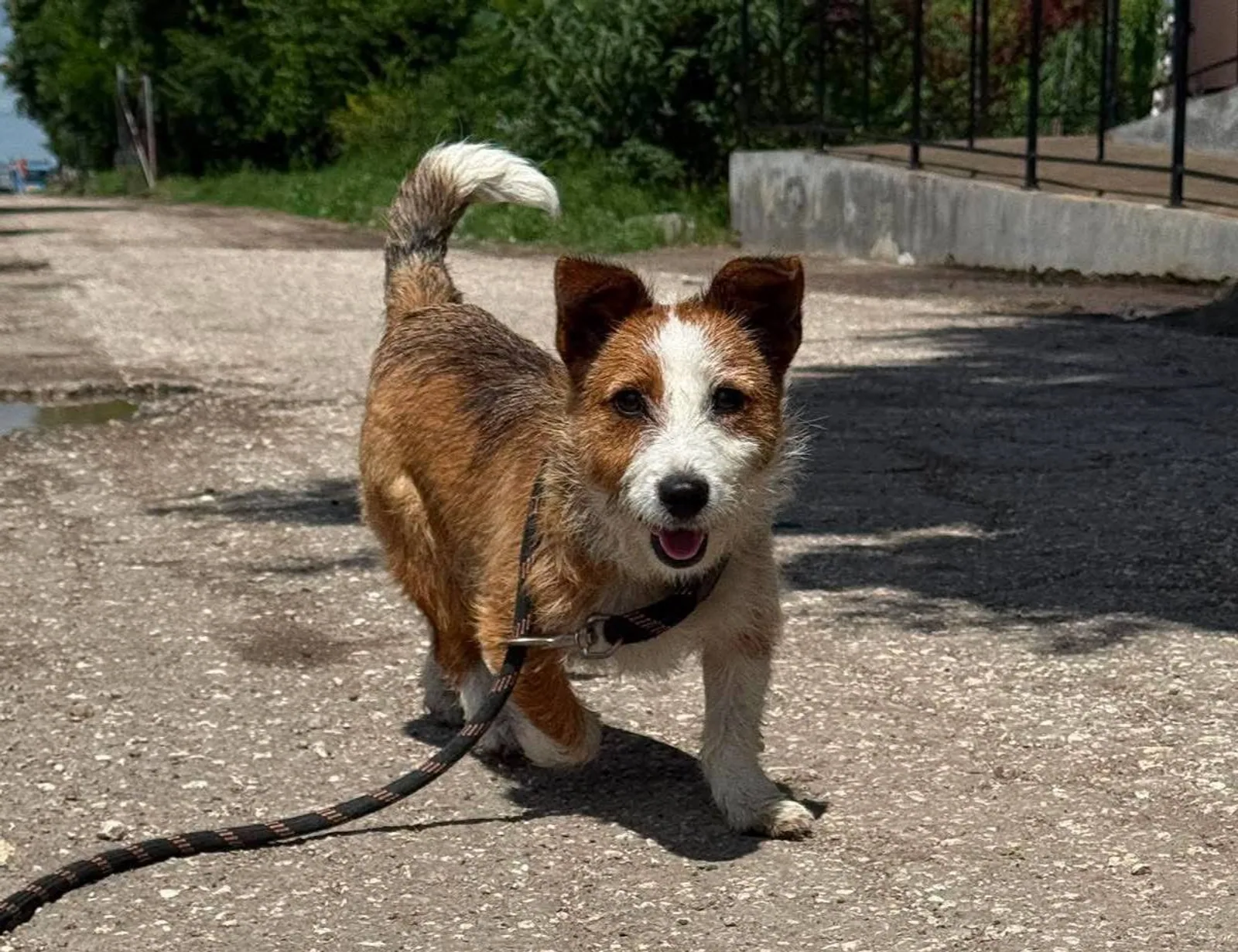 Dolly, Bild 2