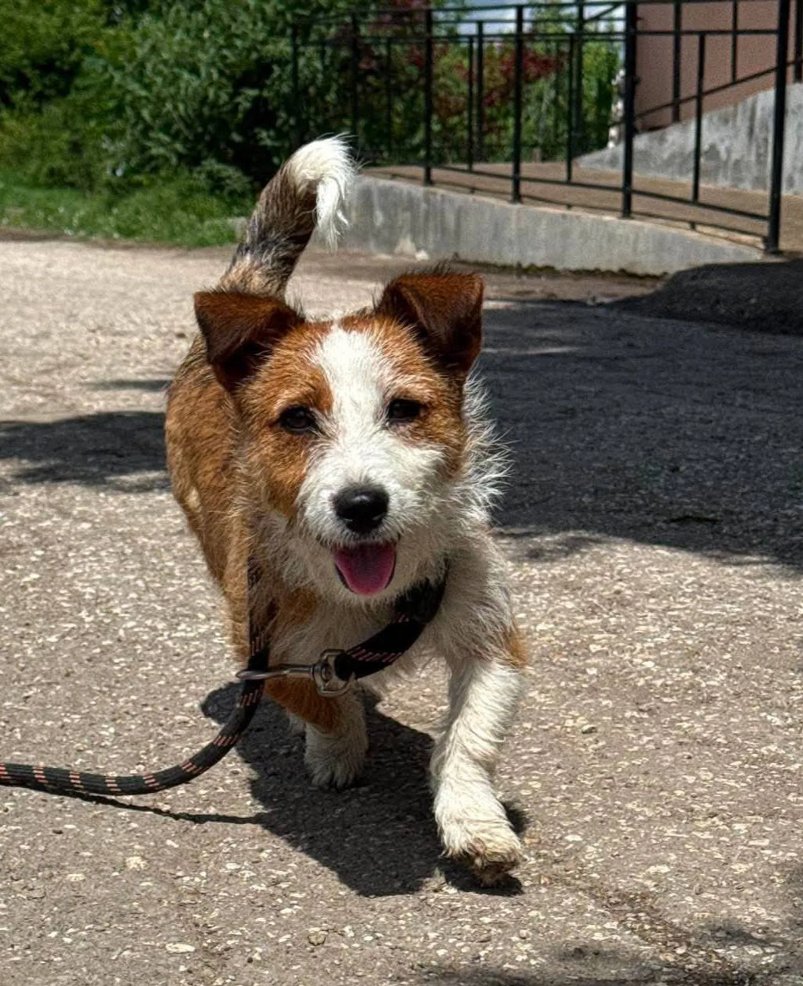 Dolly, Bild 3