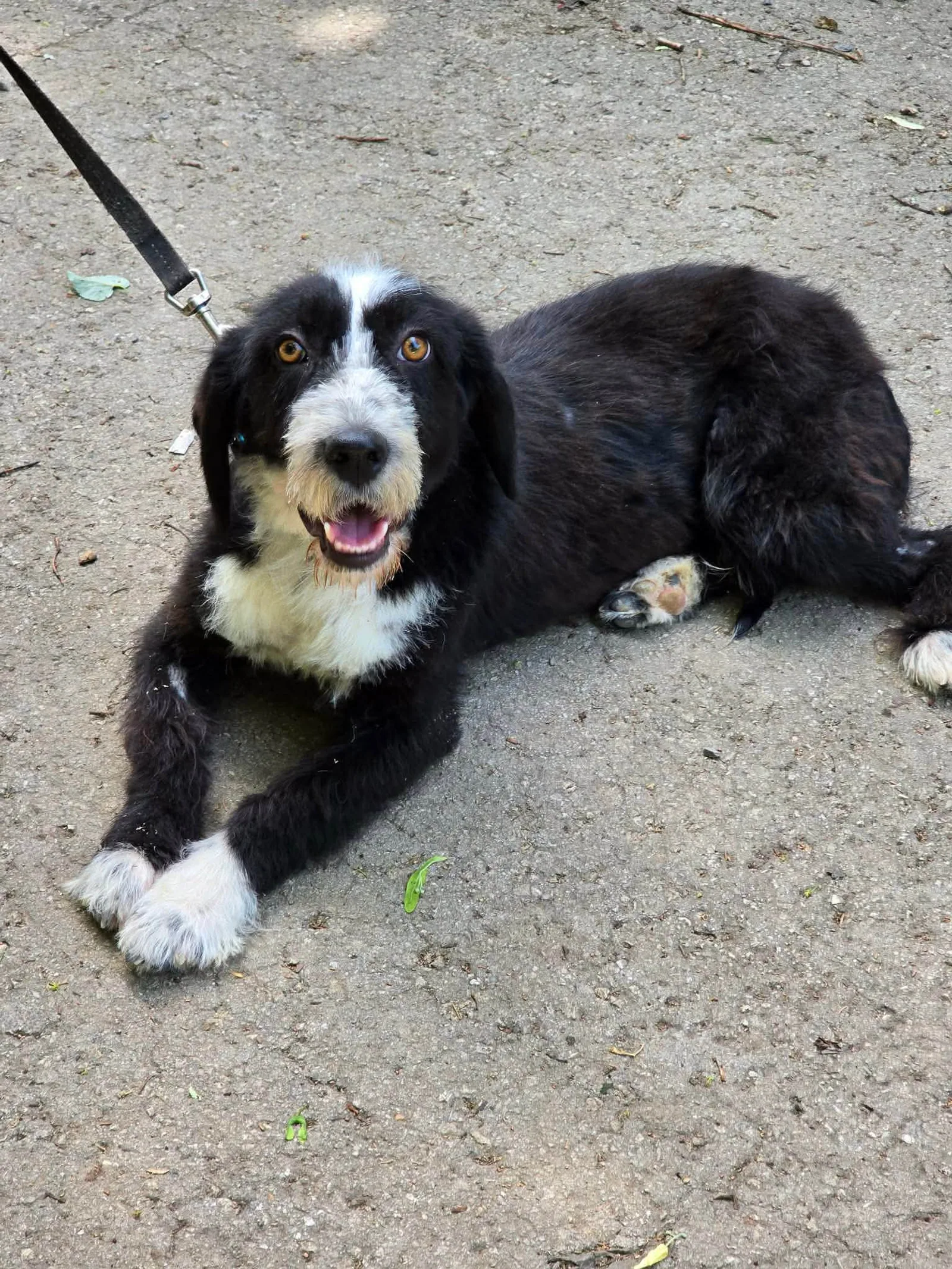 Lady, Hund